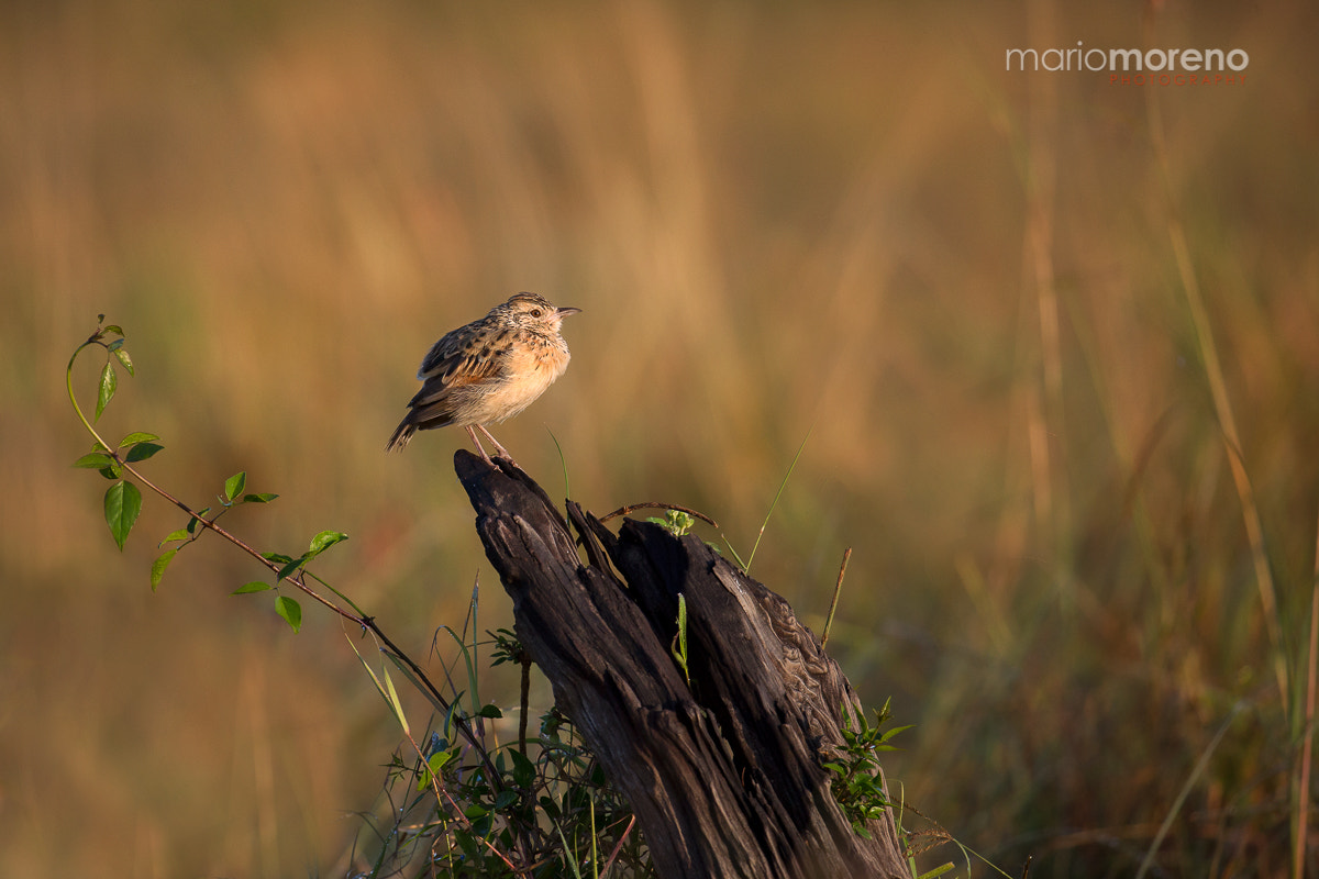 Canon EF 200-400mm F4L IS USM Extender 1.4x sample photo. Land of the lark photography