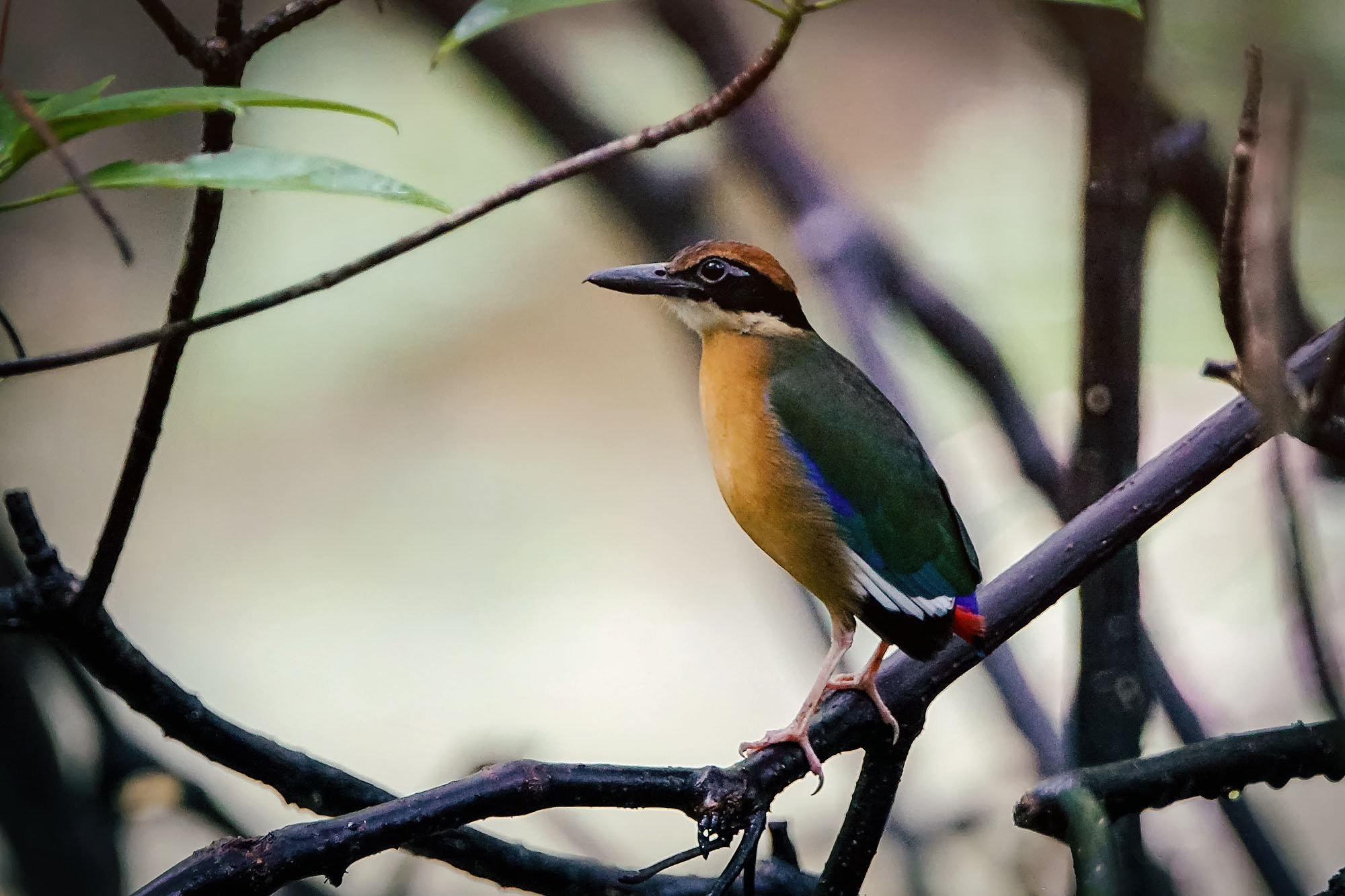 Sony ILCA-77M2 + Sony 70-400mm F4-5.6 G SSM II sample photo. Mangrove pitta photography