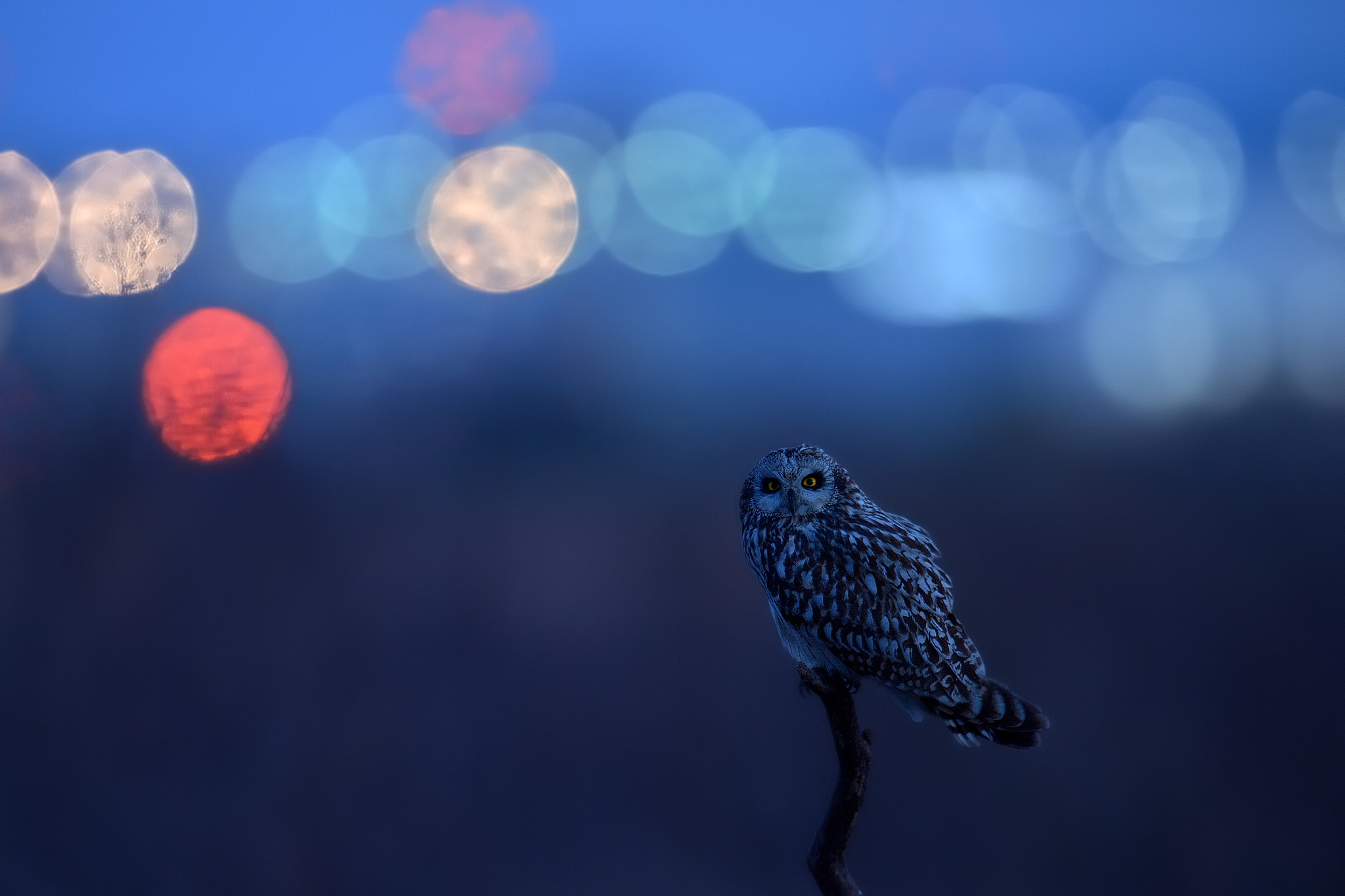 Nikon Df sample photo. Short-eared owl in city lights photography