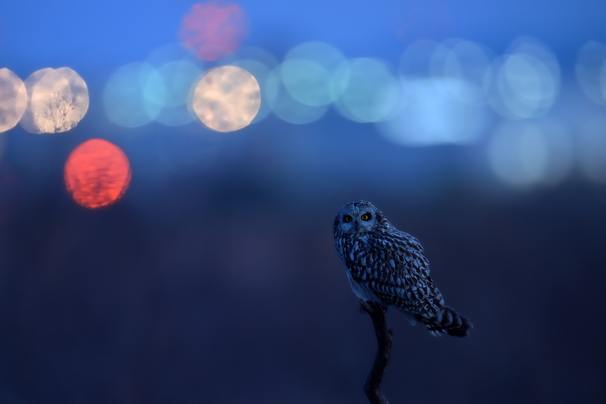 Nikon Df + Nikon AF-S Nikkor 600mm F4G ED VR sample photo. Short-eared owl in city lights photography