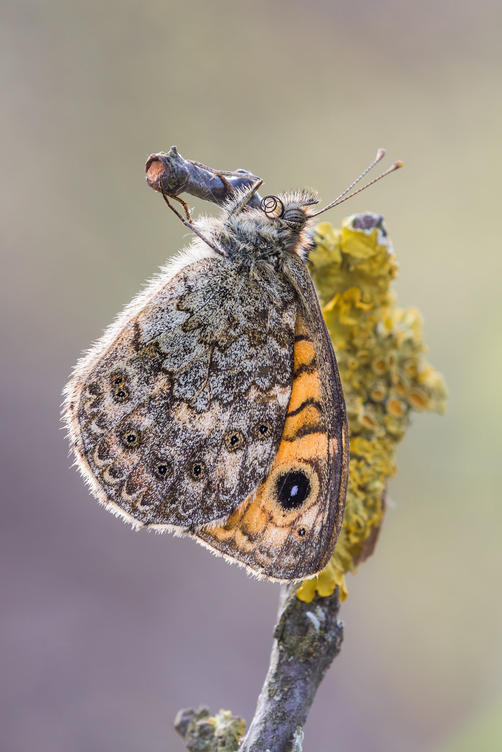 Tamron SP AF 180mm F3.5 Di LD (IF) Macro sample photo. Dondola... dondola... photography