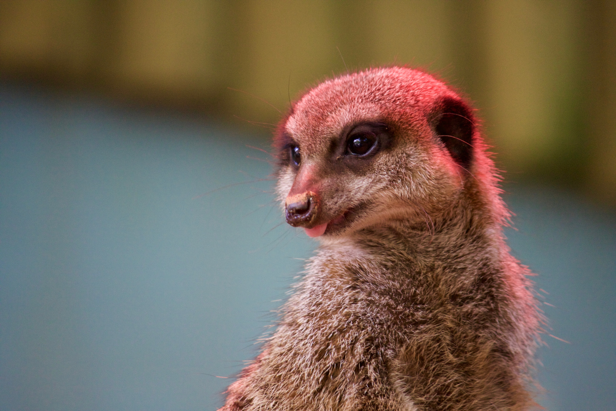 Canon EOS 40D + Canon EF-S 55-250mm F4-5.6 IS II sample photo. Meerkat photography