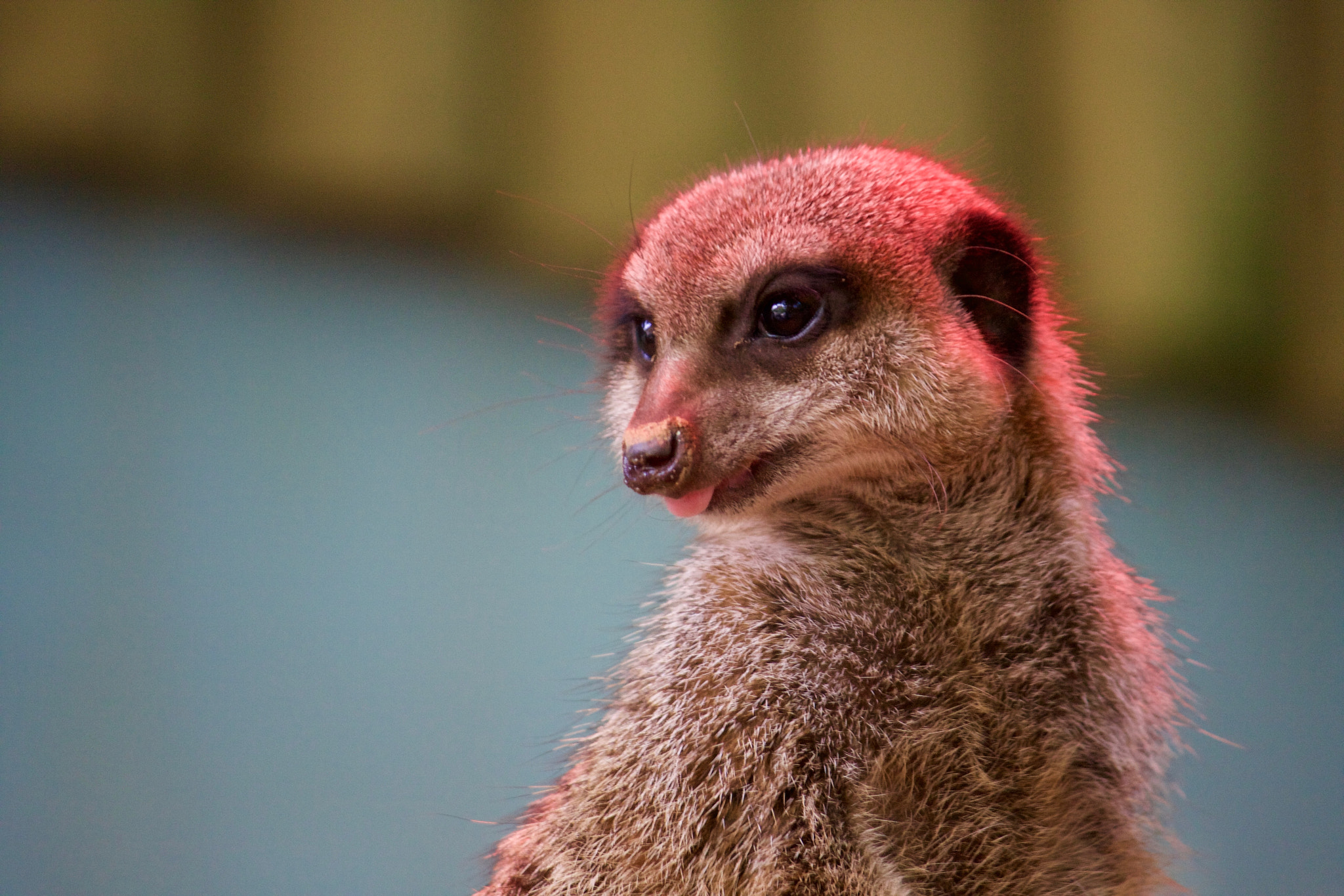 Canon EOS 40D sample photo. Meerkat photography