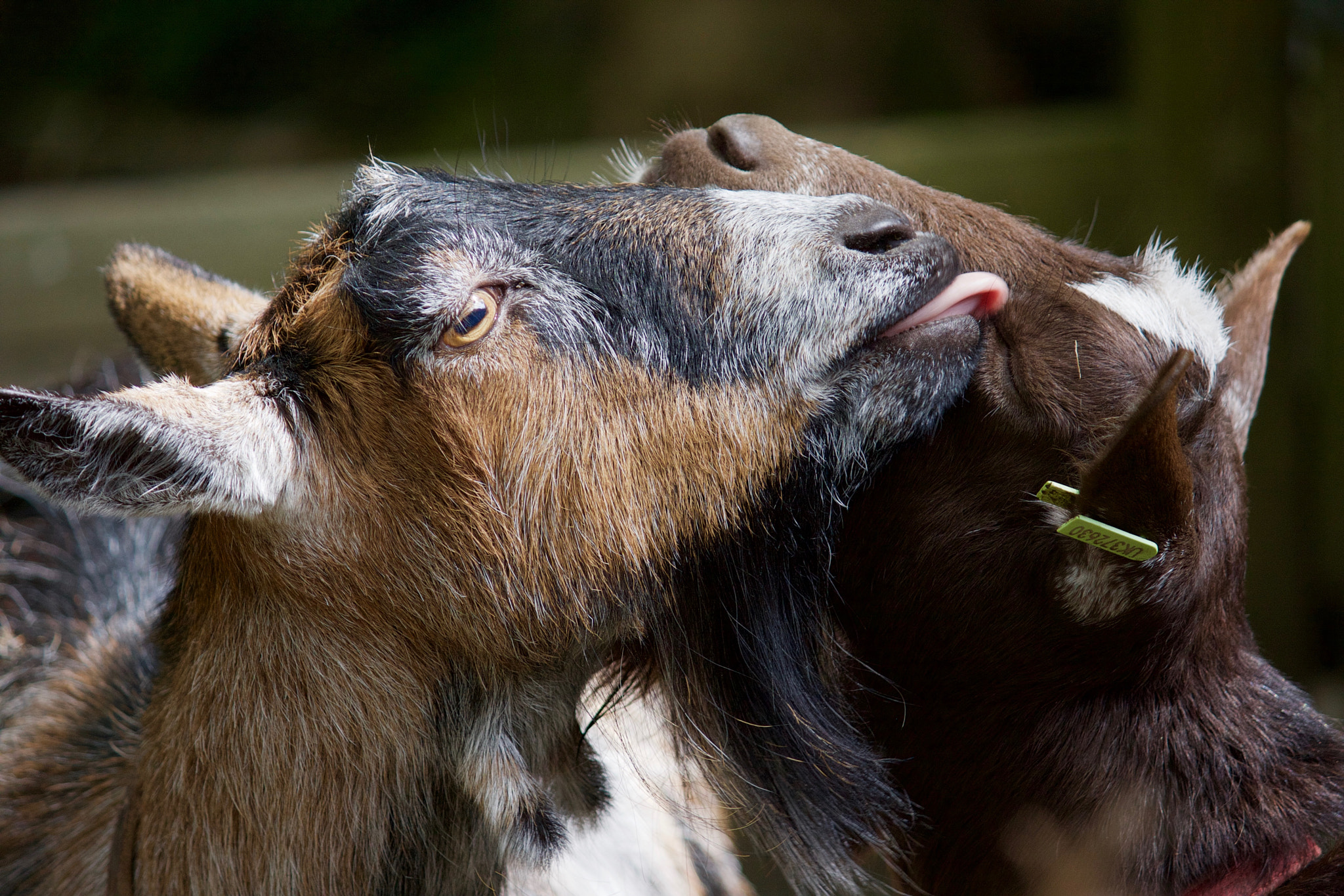 Canon EOS 40D + Canon EF-S 55-250mm F4-5.6 IS II sample photo. Goat lick photography