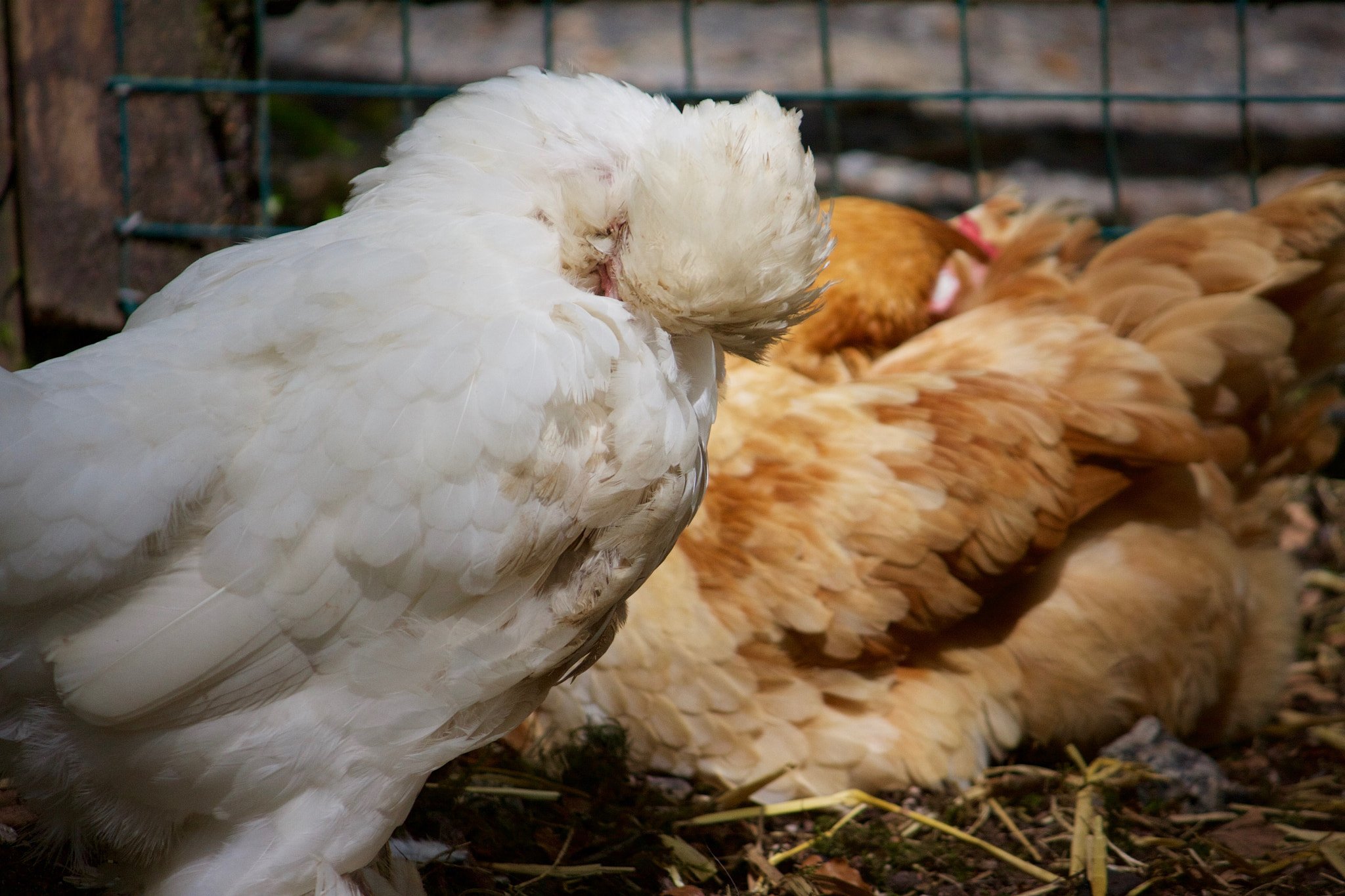 Canon EOS 40D sample photo. Chicken photography