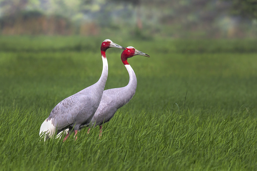 150-600mm F5-6.3 DG OS HSM | Sports 014 sample photo. Saras crane photography