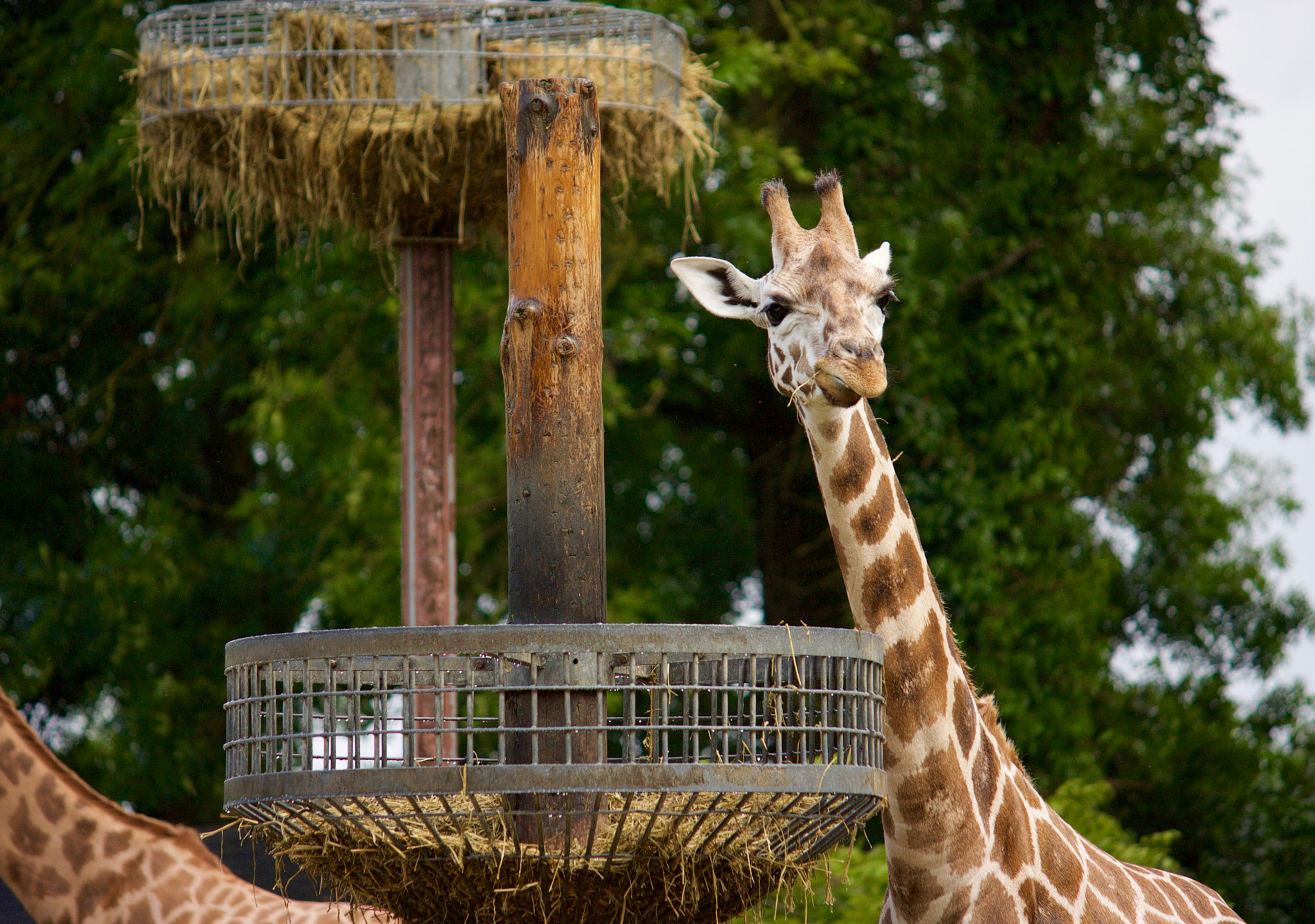 Canon EOS 40D sample photo. Giraffe photography