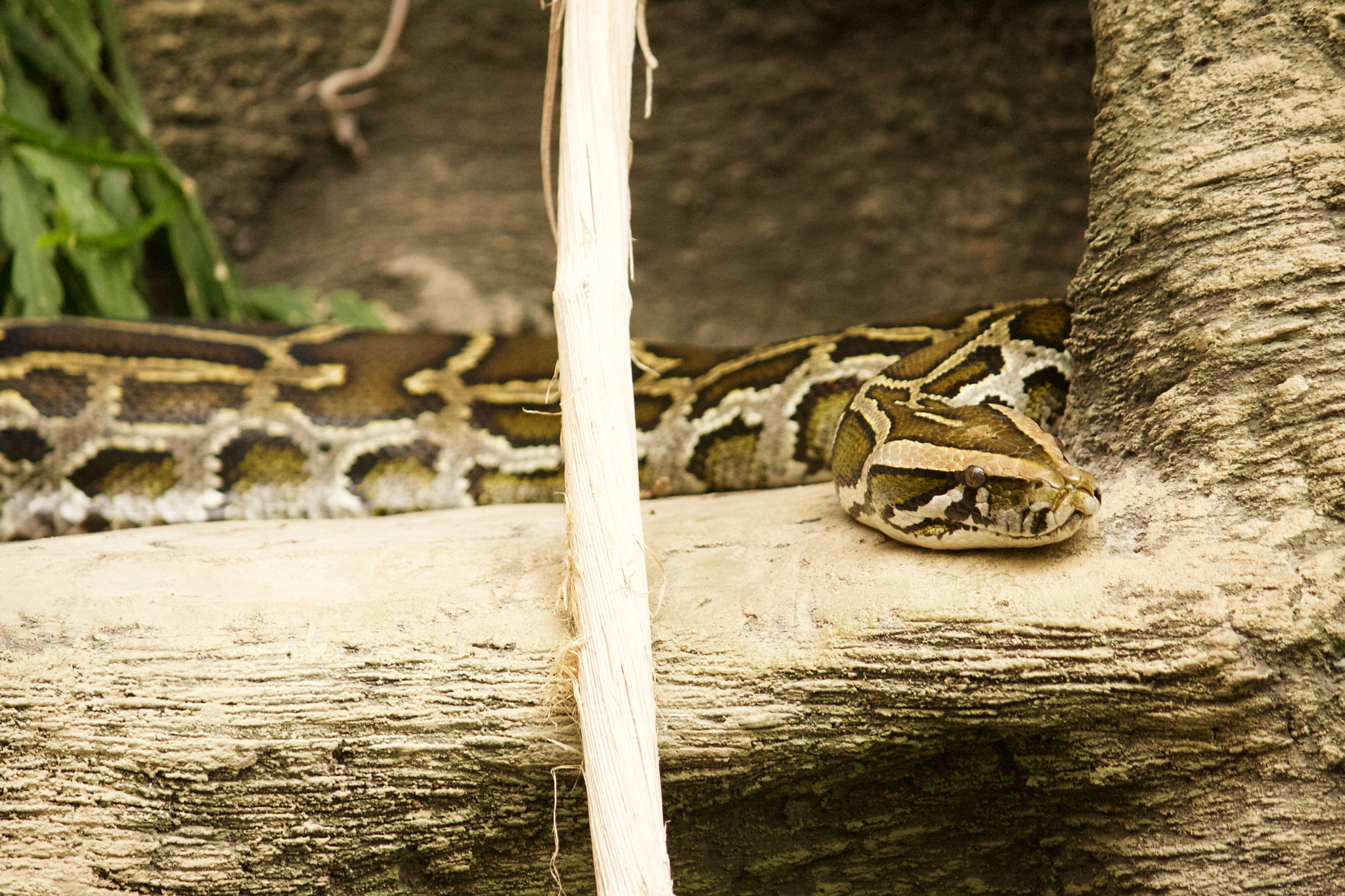 Canon EOS 40D sample photo. Python photography