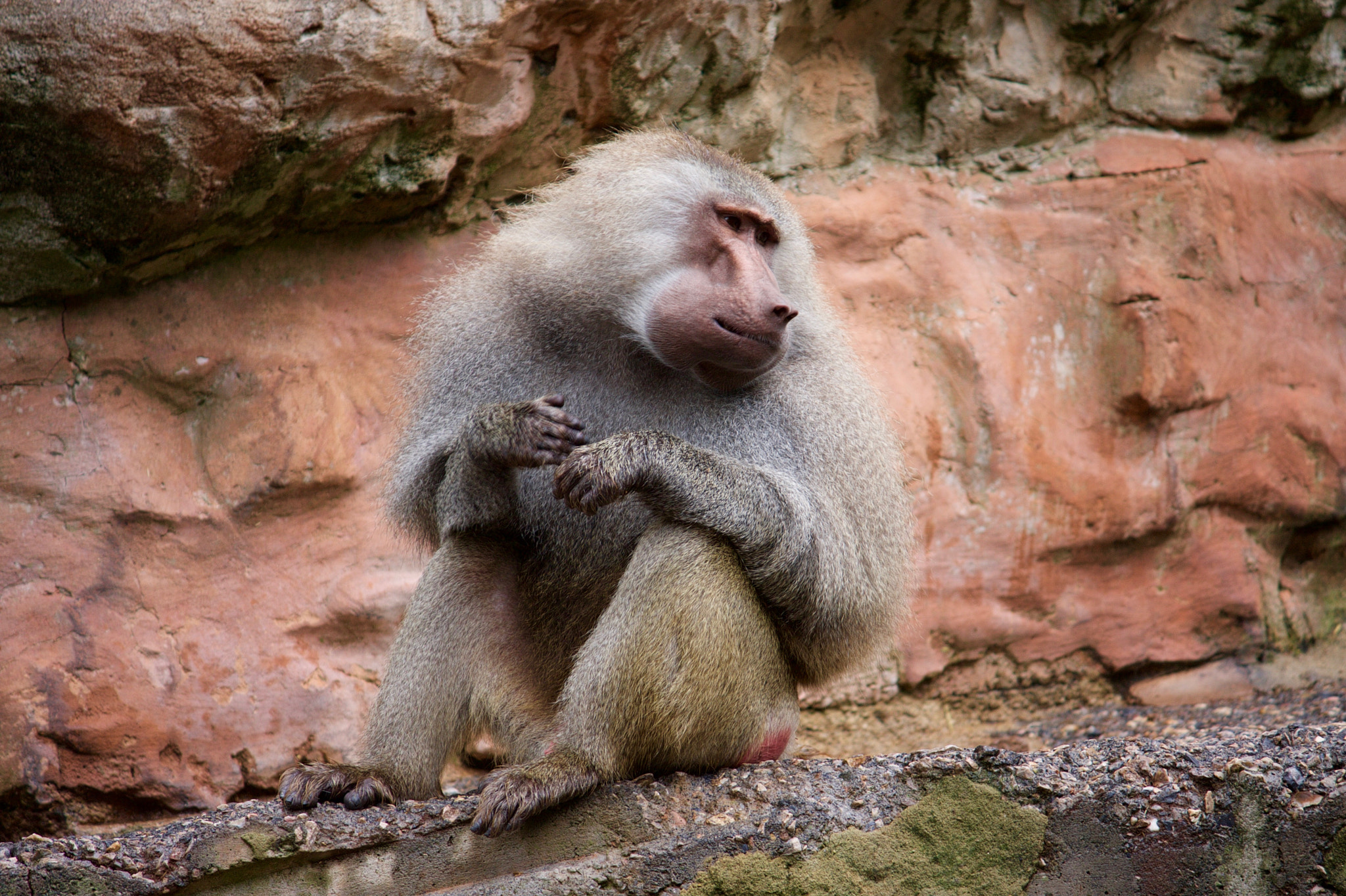 Canon EOS 40D sample photo. Baboon photography