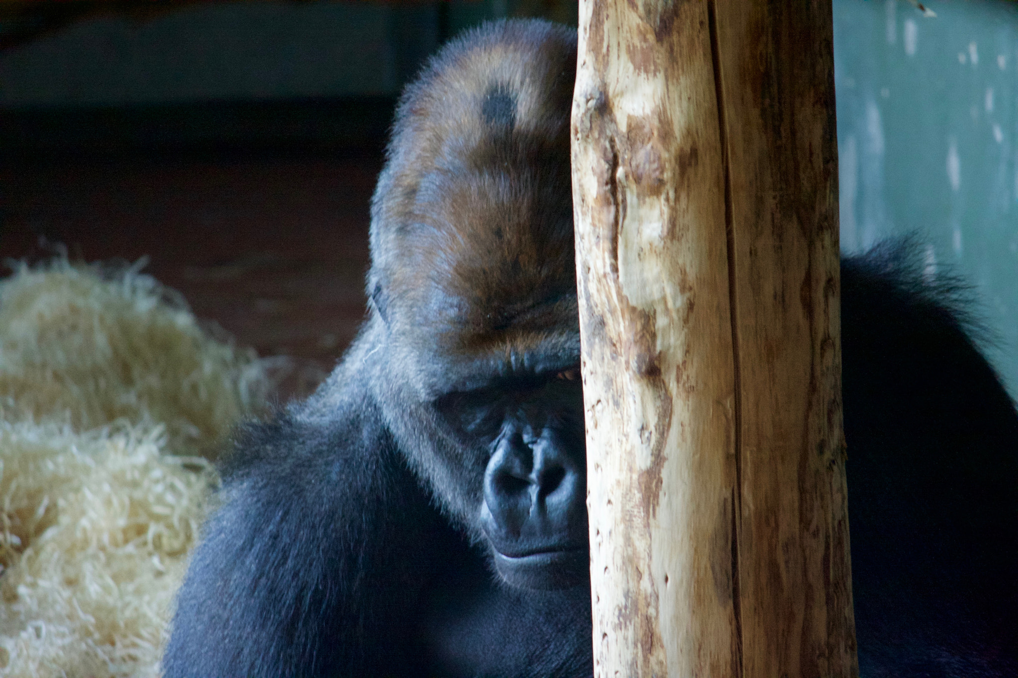 Canon EOS 40D sample photo. Sad silverback photography