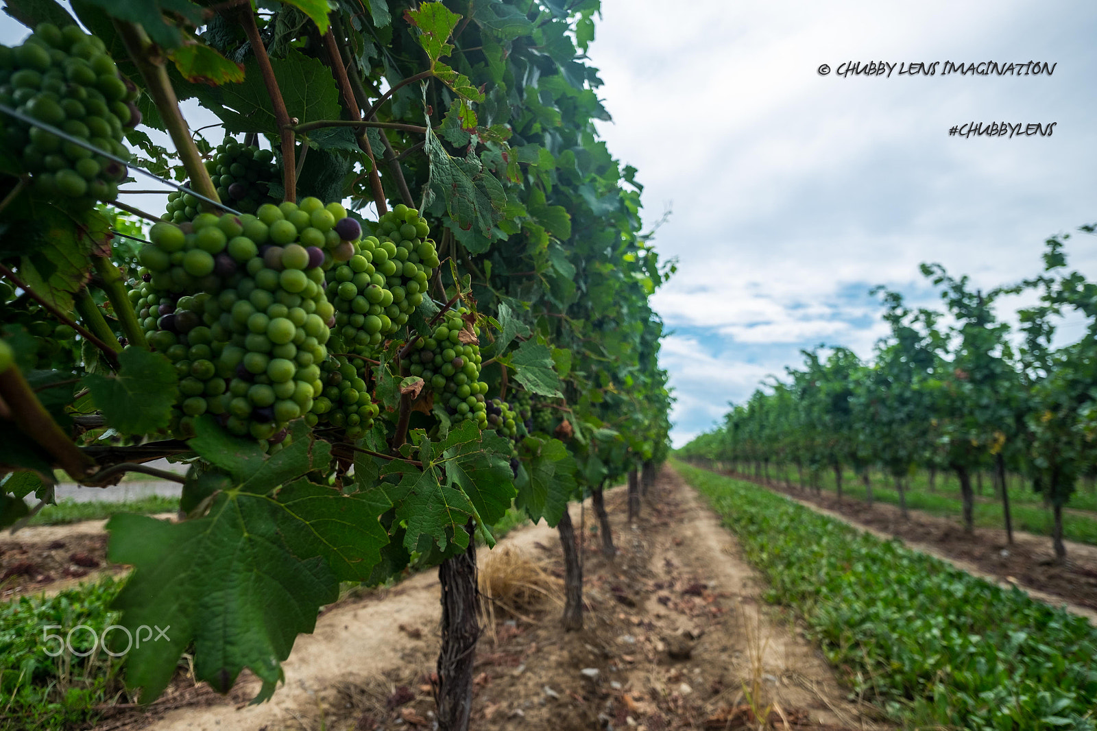 ZEISS Touit 12mm F2.8 sample photo. Grape for wine photography