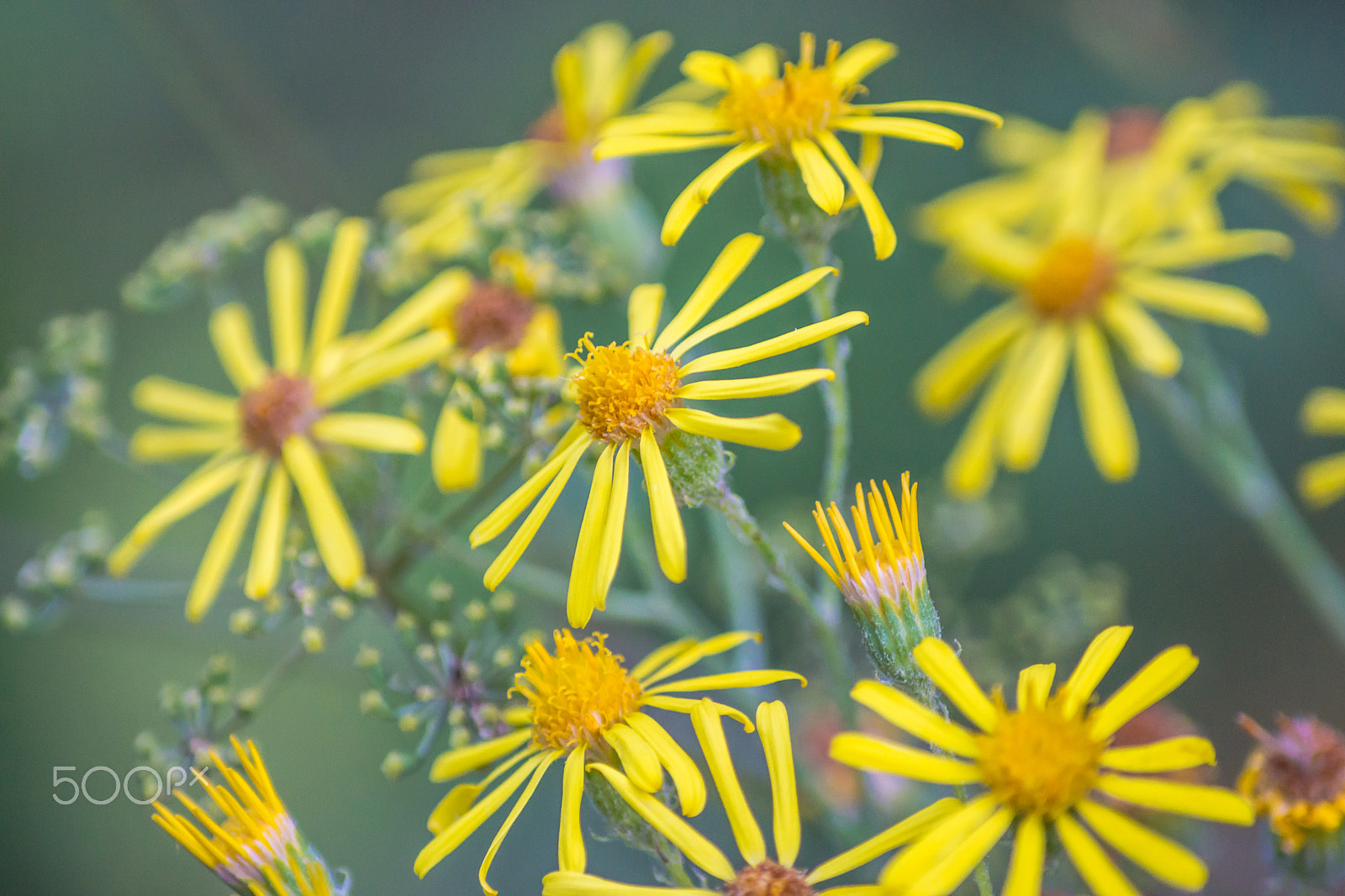 Tamron AF 55-200mm F4-5.6 Di II LD Macro sample photo. Inflorescence. photography