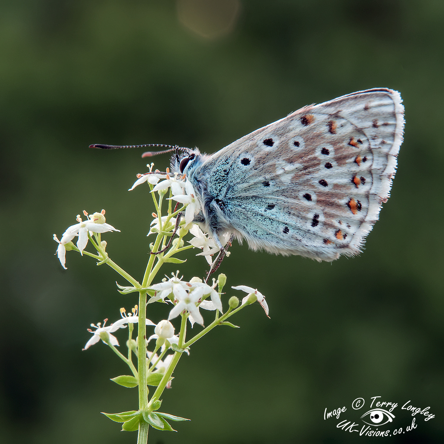 Panasonic Lumix G X Vario 35-100mm F2.8 OIS sample photo. Male chalk hill blue photography
