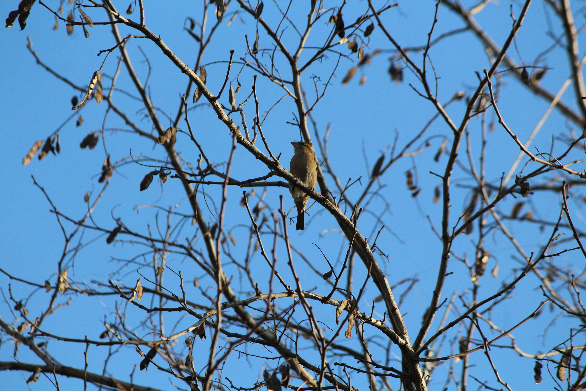Canon EF-S 55-250mm F4-5.6 IS sample photo