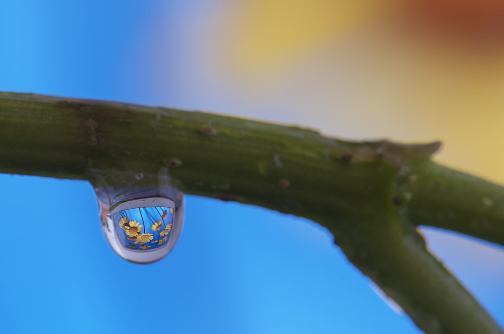 Sigma 150mm F2.8 EX DG OS Macro HSM sample photo. Reflection photography