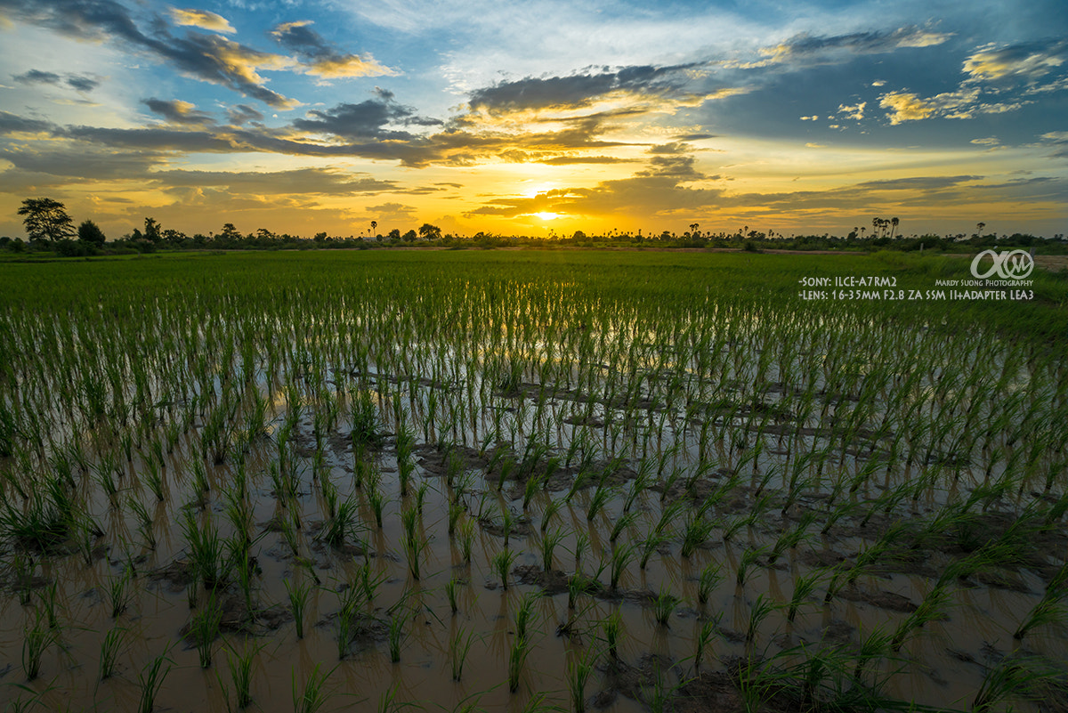 Sony Vario-Sonnar T* 16-35mm F2.8 ZA SSM II sample photo. Rice field and sunset! photography