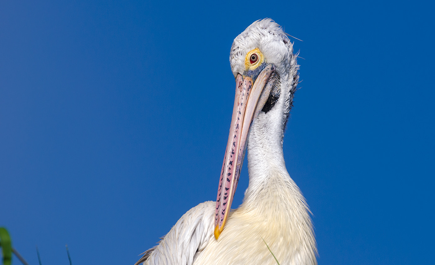 Nikon D7000 + Nikon AF-S Nikkor 500mm F4G ED VR sample photo. Spot billed pelican photography