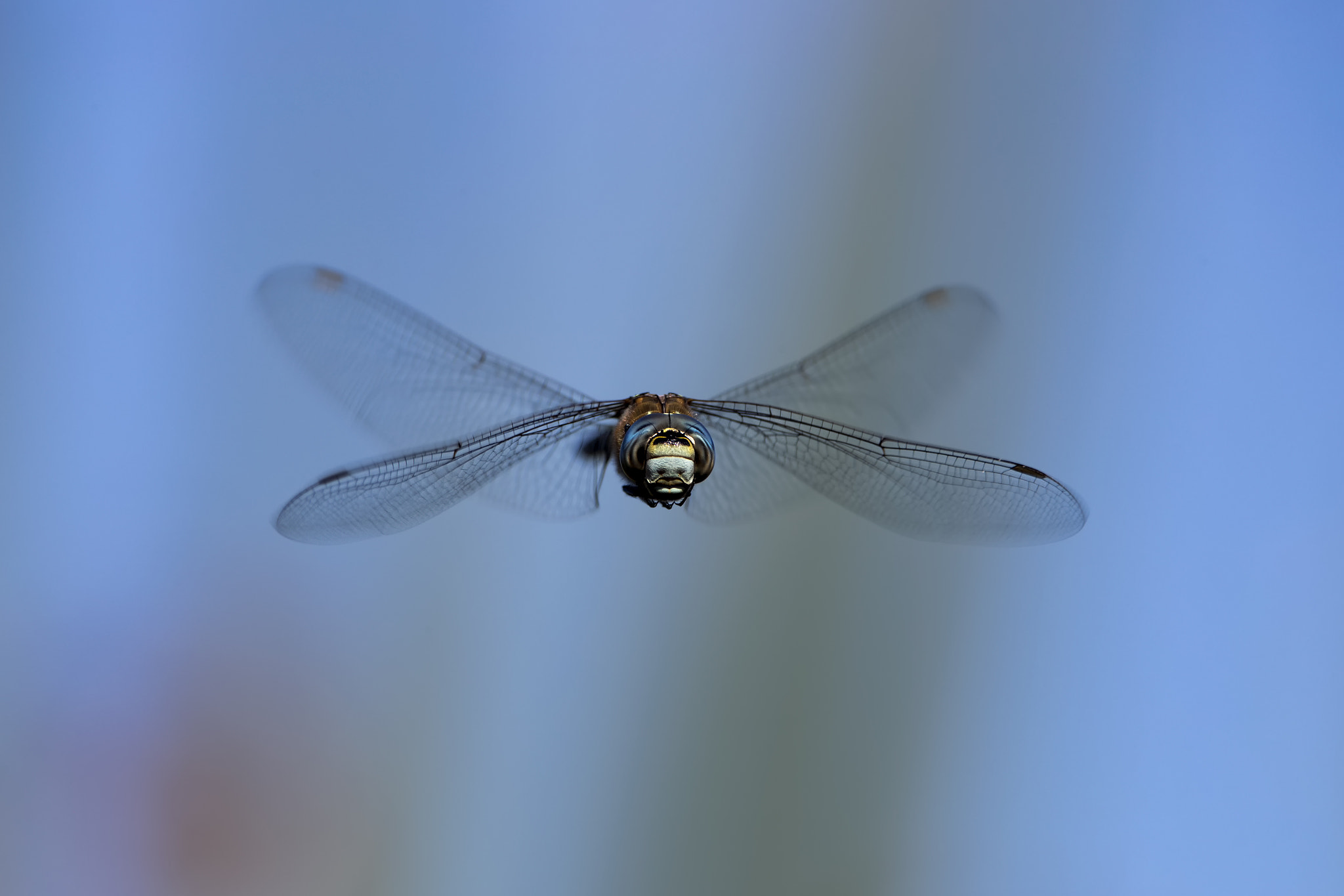 Canon EOS-1D X Mark II + Canon EF 300mm F2.8L IS II USM sample photo. Flight of the migrant hawker # 1 photography