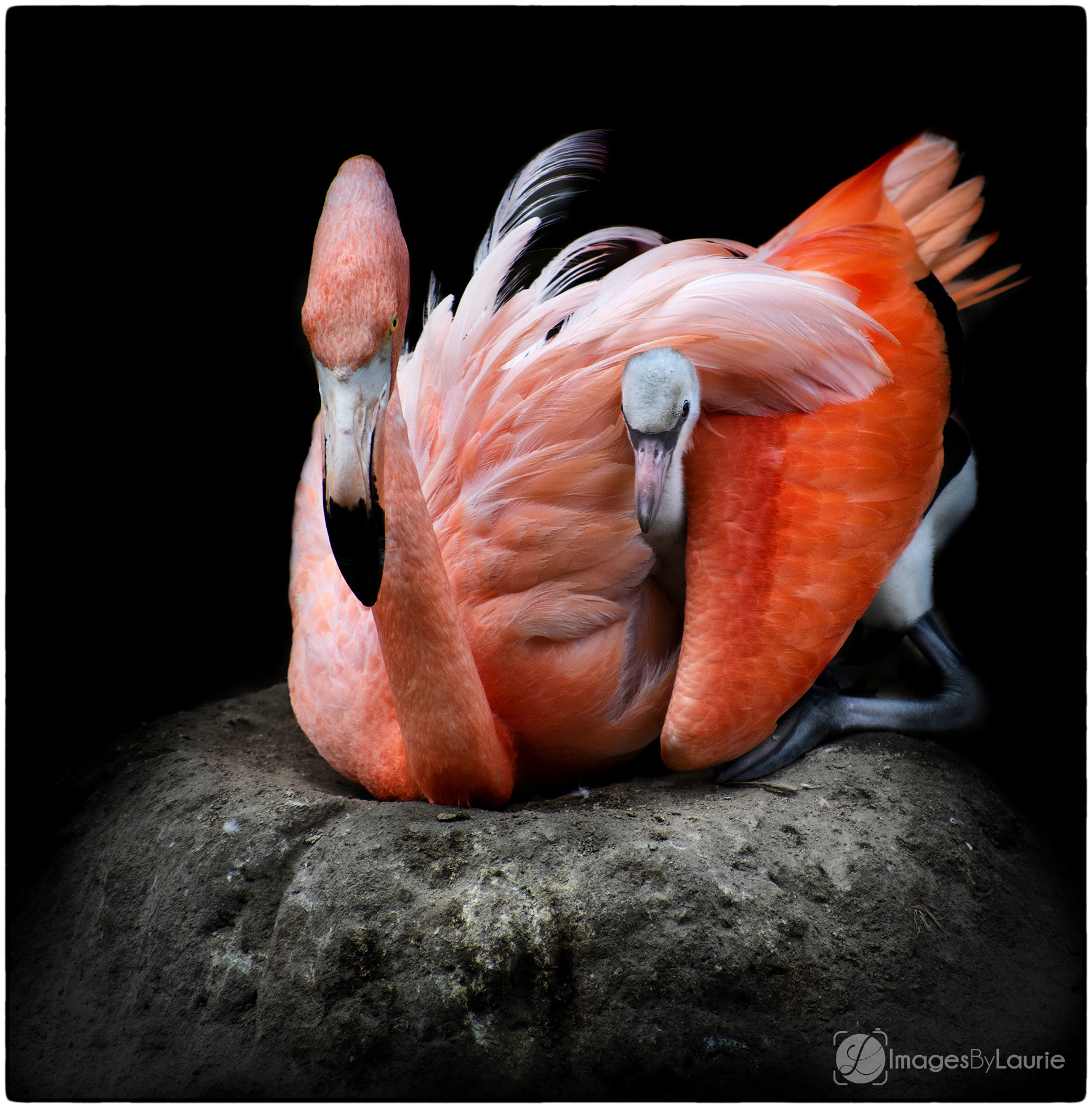 Nikon D800E sample photo. Almost ready to leave the nest photography