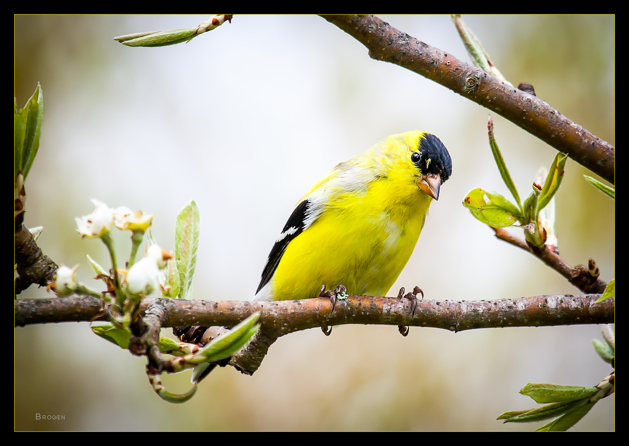 Canon EF 100-400mm F4.5-5.6L IS USM sample photo. Untitled photography