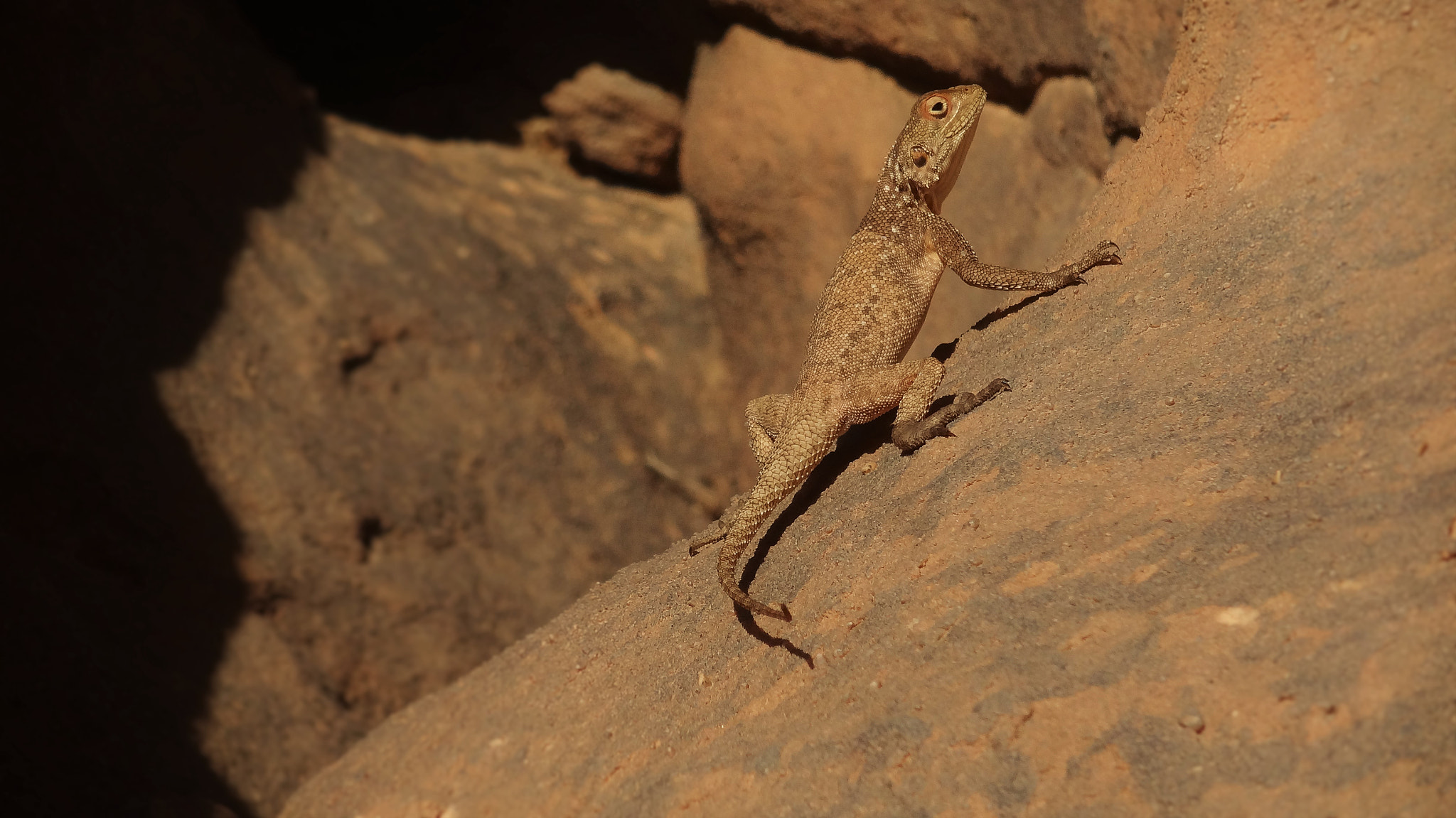 Sony DSC-WX100 sample photo. Cute lezard showing off at tassili n'ajjer photography