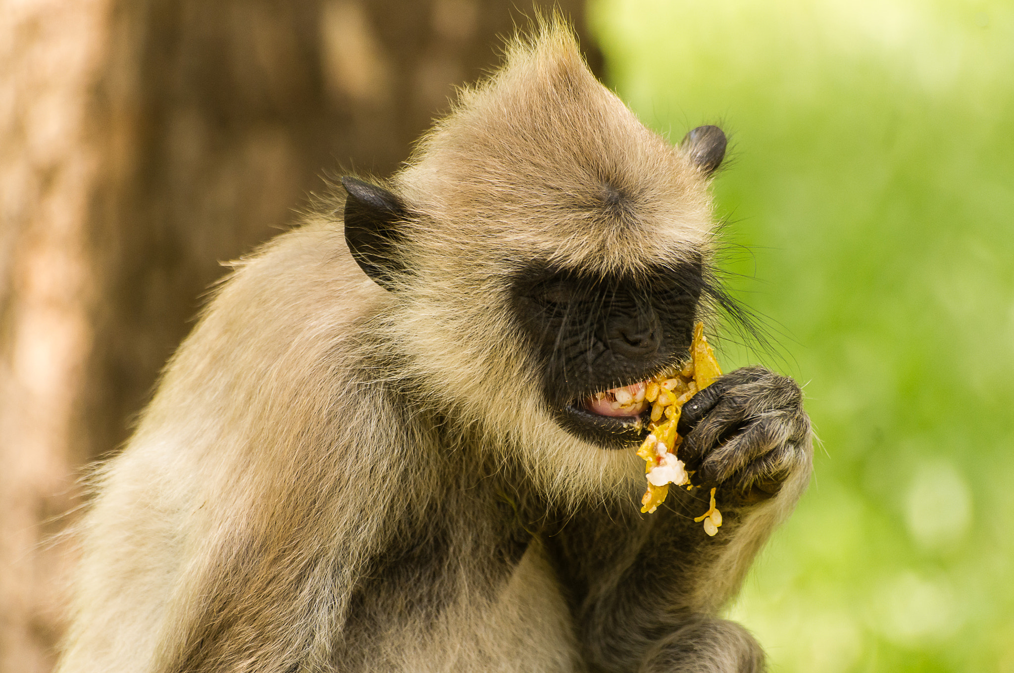 Pentax K-x + Sigma sample photo. Monkey photography