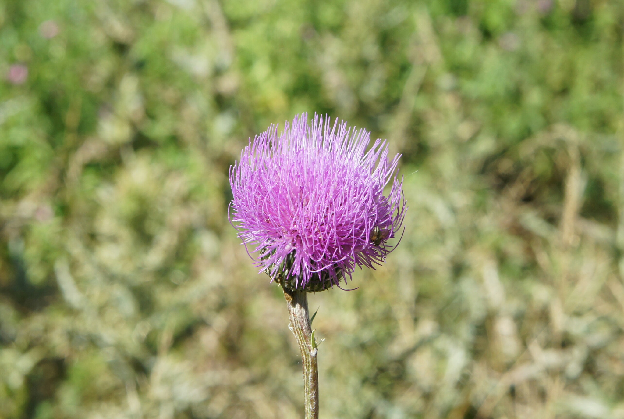 Sony Alpha NEX-3 sample photo