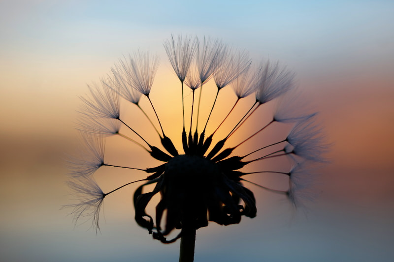 HD Pentax DA 35mm F2.8 Macro Limited sample photo. Dandelion photography