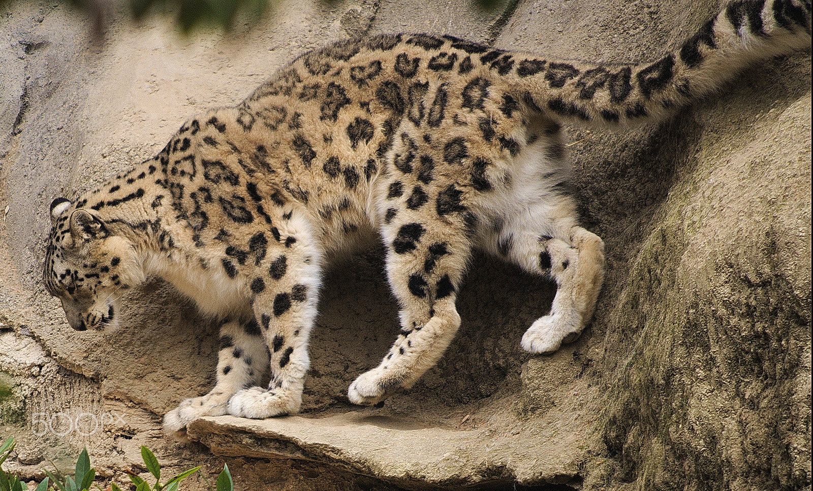 HD Pentax DA 55-300mm F4.0-5.8 ED WR sample photo. Leopardo dell nevi photography