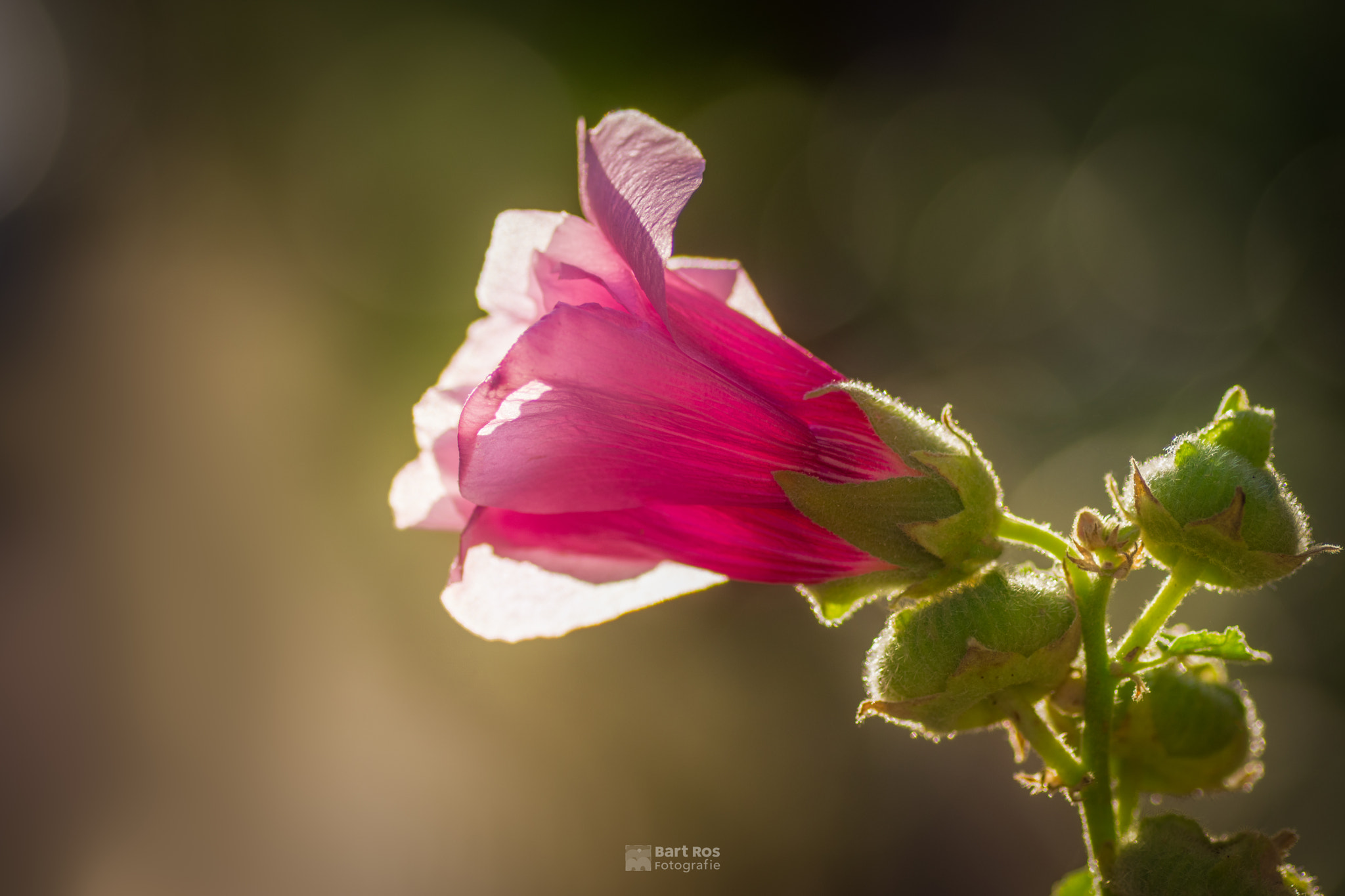 Pentax K-70 + Tamron SP AF 90mm F2.8 Di Macro sample photo. Macro of a antwerp hollyhock backlit by the sun. photography