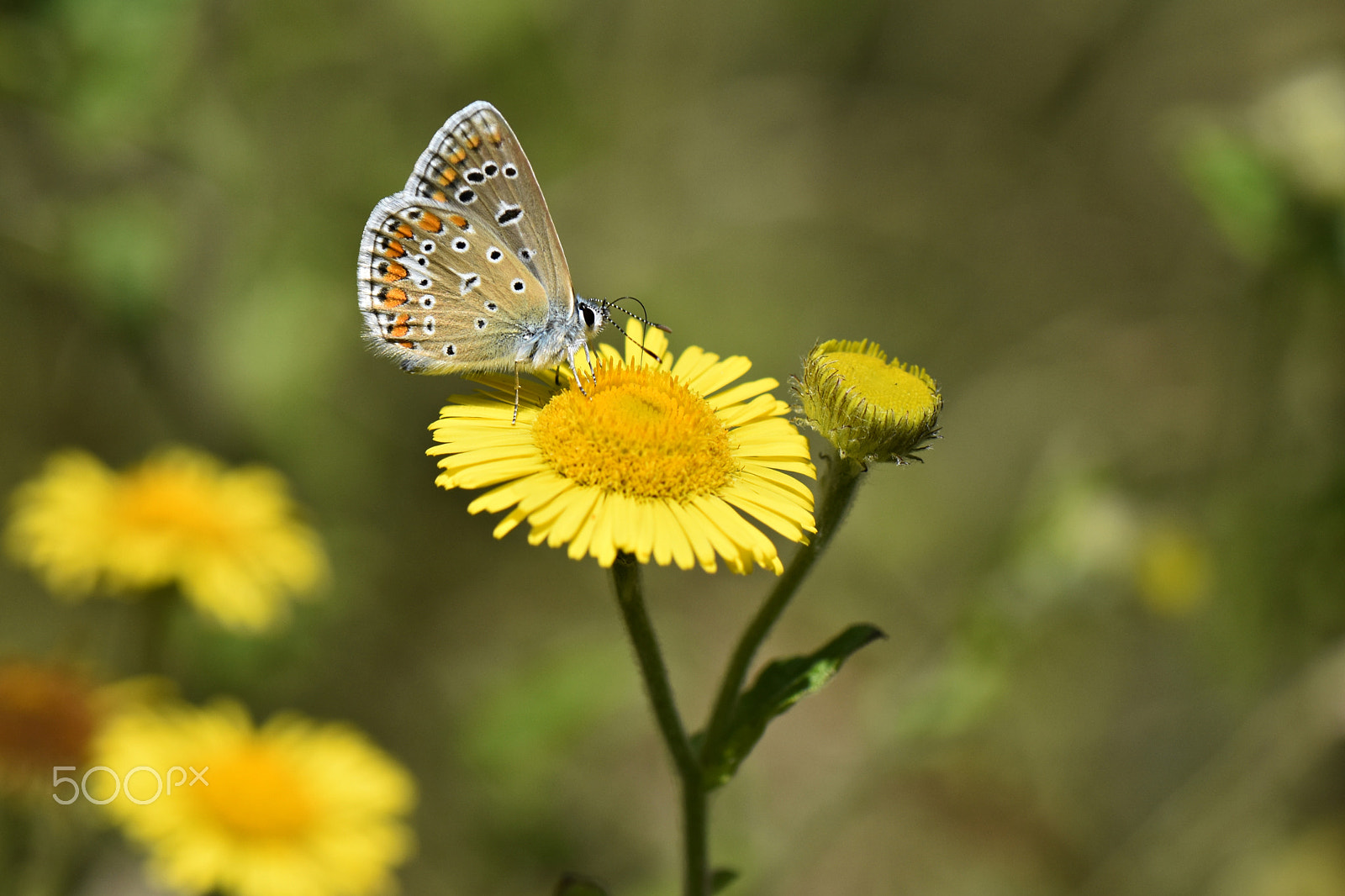 Nikon AF-S Micro-Nikkor 105mm F2.8G IF-ED VR sample photo. Polyommatus icarus.jpg photography