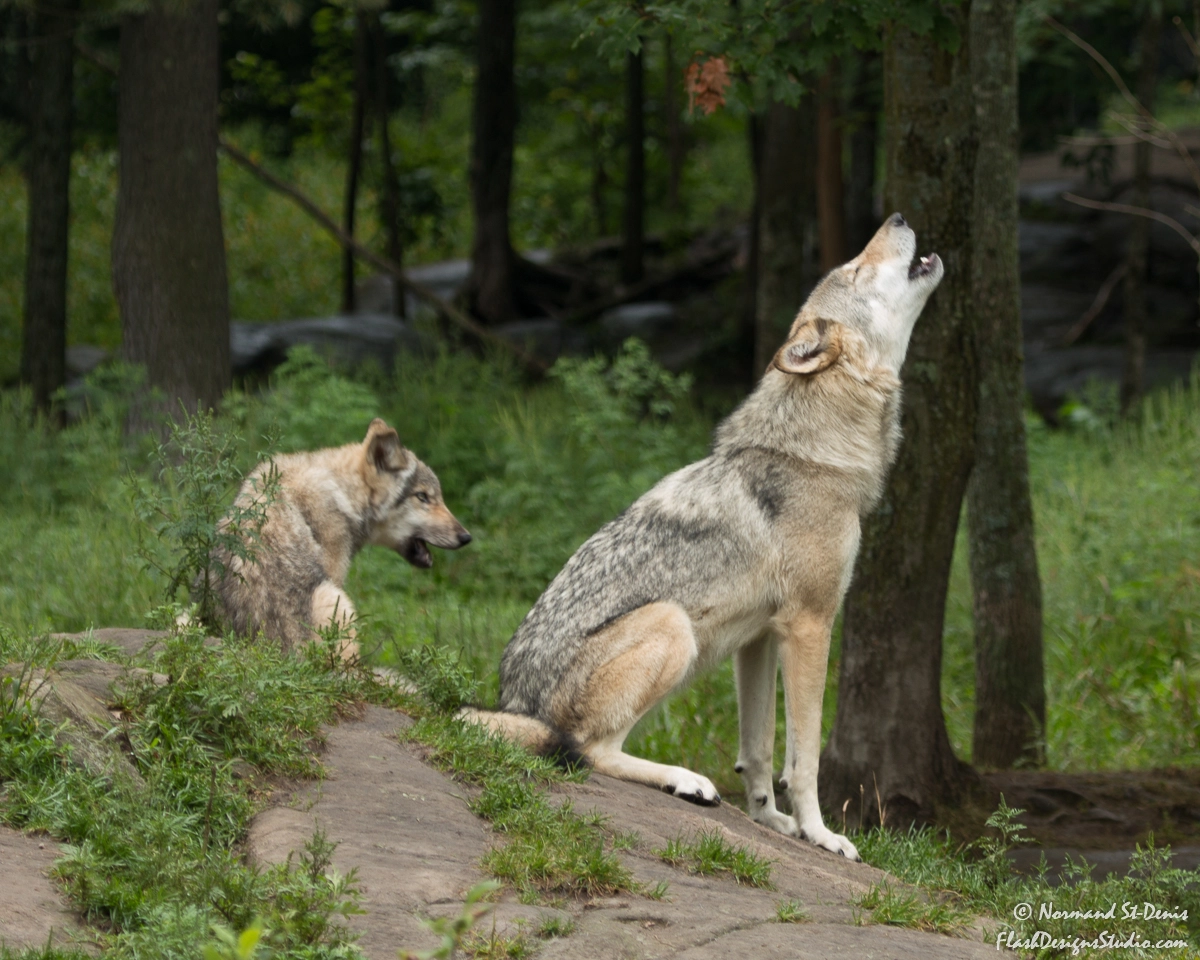 Canon EF 100-400mm F4.5-5.6L IS USM sample photo. Howling wolf photography