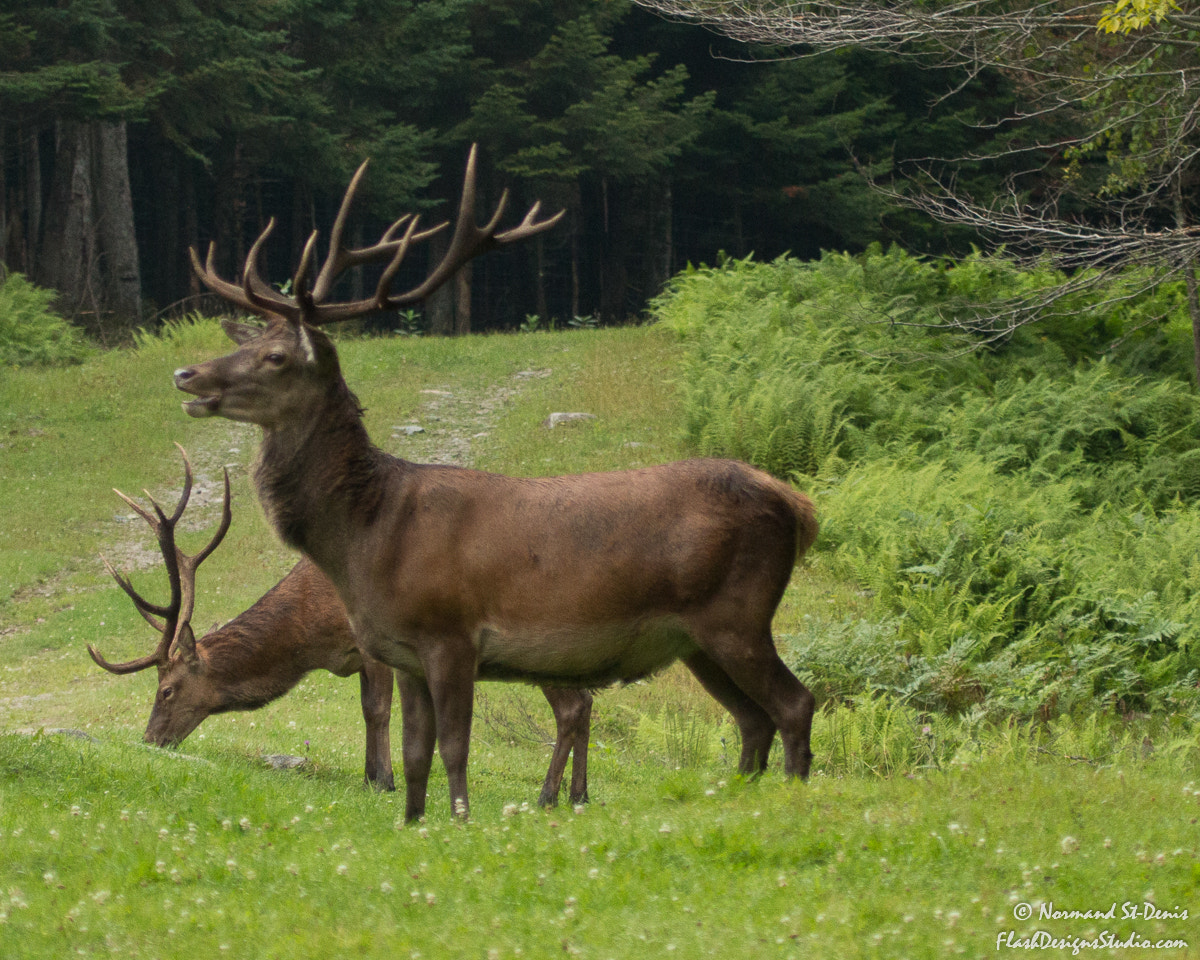 Canon EOS 70D + Canon EF 100-400mm F4.5-5.6L IS USM sample photo. Caribou photography