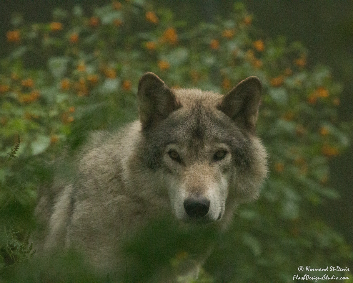 Canon EOS 70D + Canon EF 100-400mm F4.5-5.6L IS USM sample photo. Wolf photography