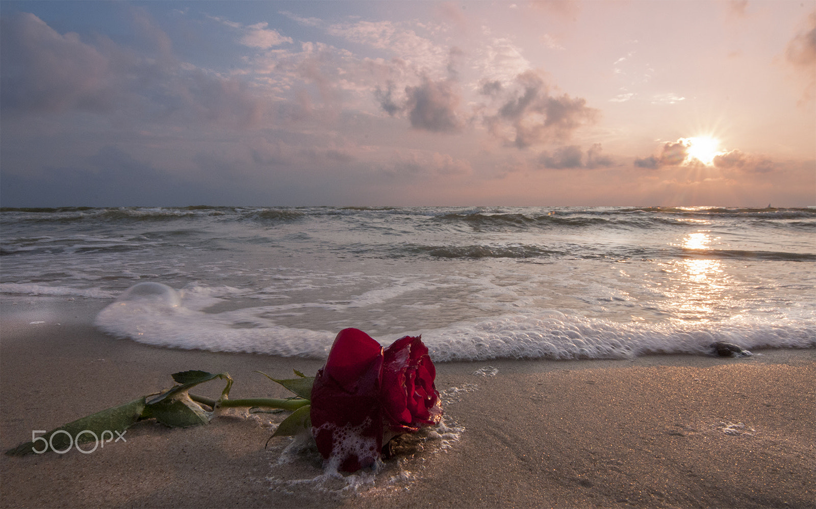 Tokina AT-X Pro 11-16mm F2.8 DX sample photo. Red rose... photography