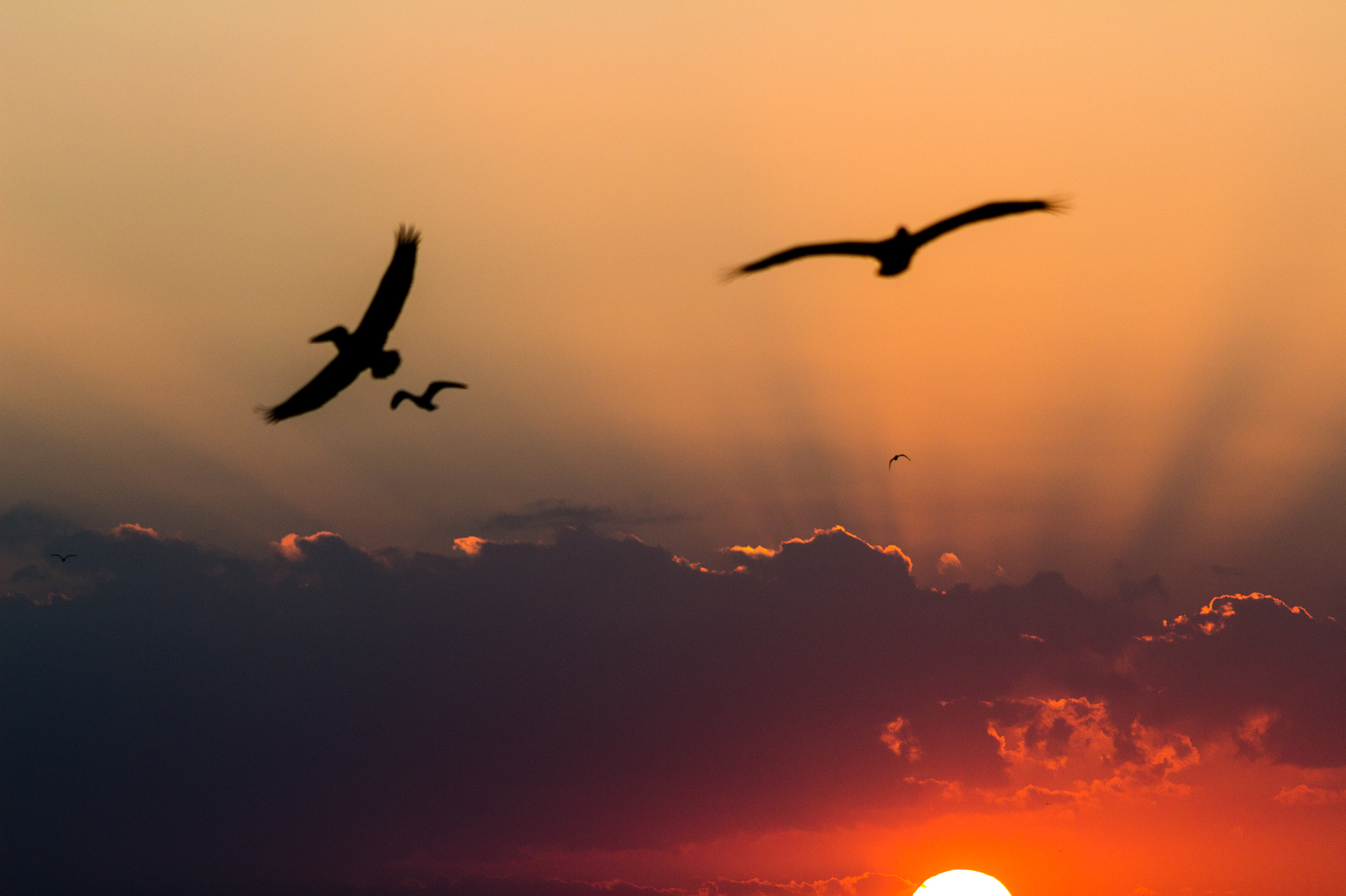 Canon EOS 100D (EOS Rebel SL1 / EOS Kiss X7) + Canon EF 200mm F2.8L II USM sample photo. Holbox sunset photography
