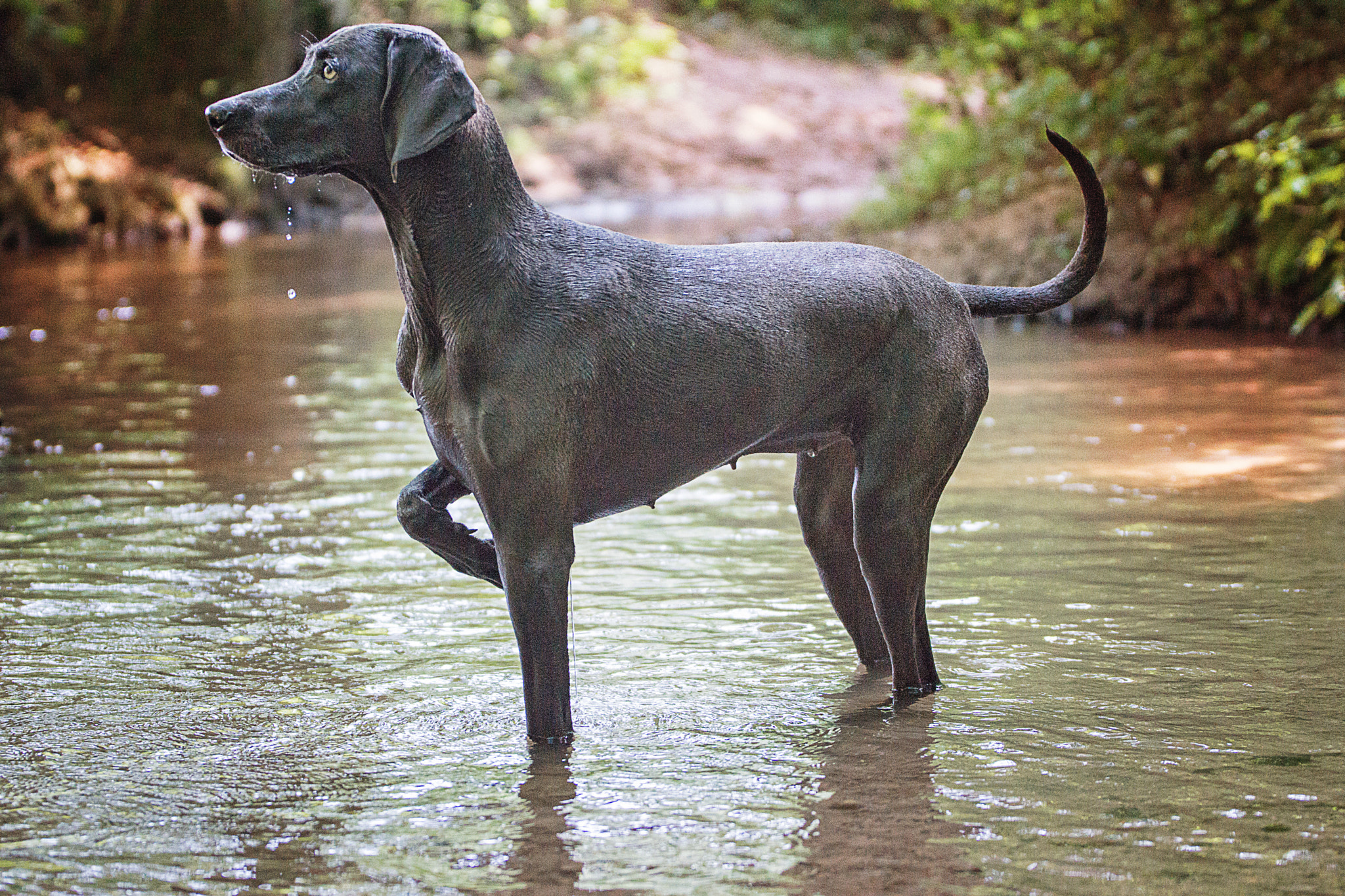 Sony SLT-A77 + Tamron SP 70-200mm F2.8 Di VC USD sample photo. Weimaraner in water photography