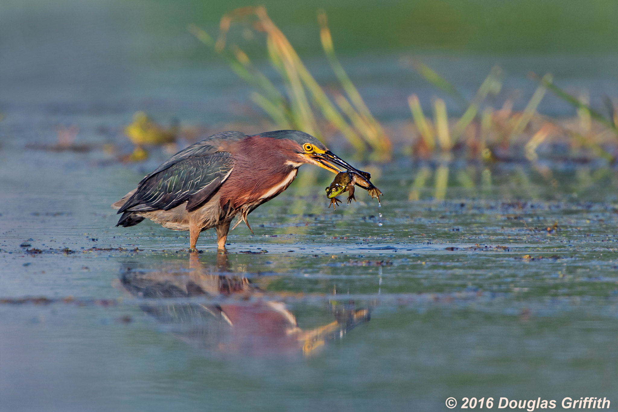 Nikon D7200 + Nikon AF-S Nikkor 500mm F4G ED VR sample photo. Double green: green heron (butorides virescens) with green frog (rana clamitans) photography