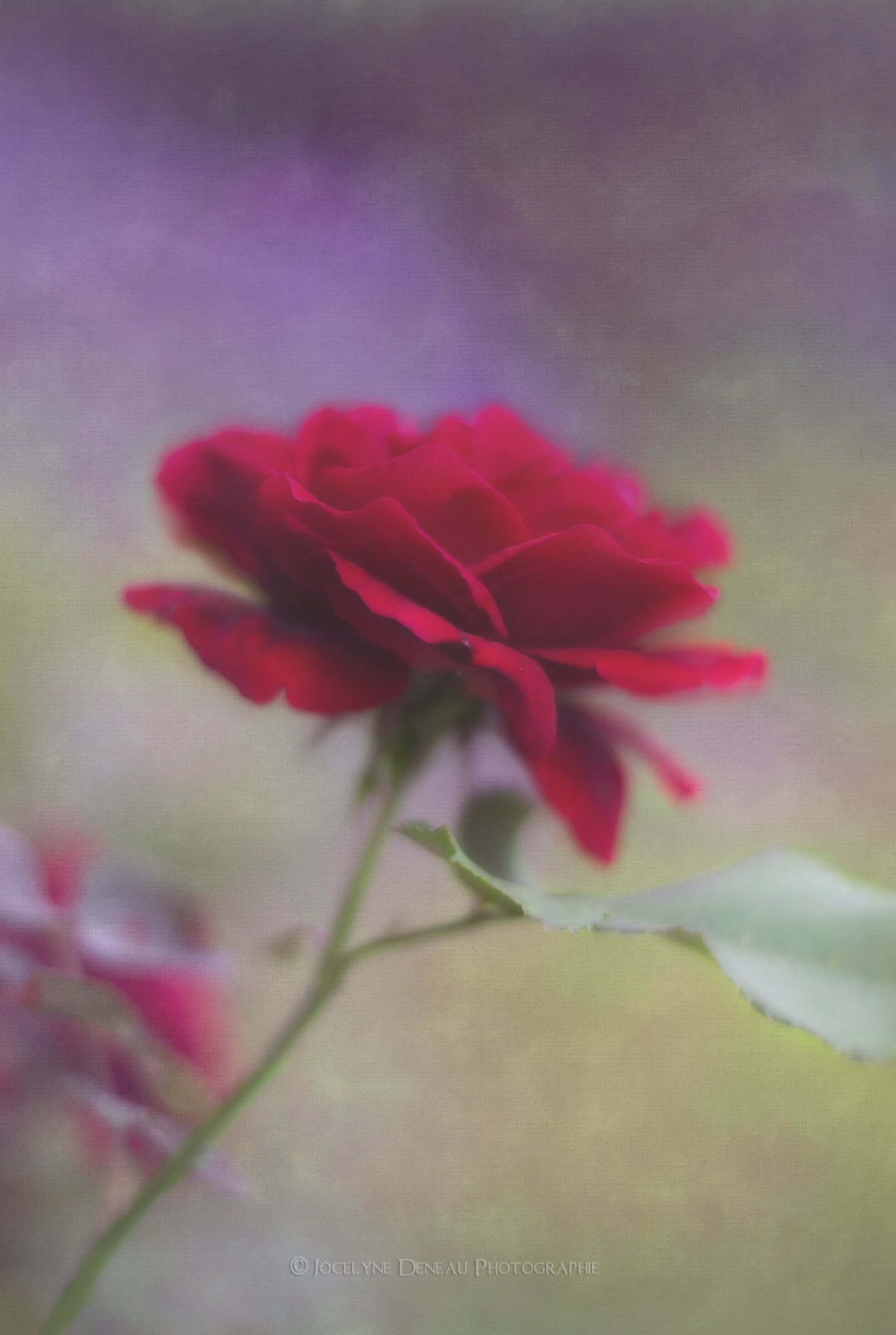 Pentax K-5 sample photo. Don juan rose photography