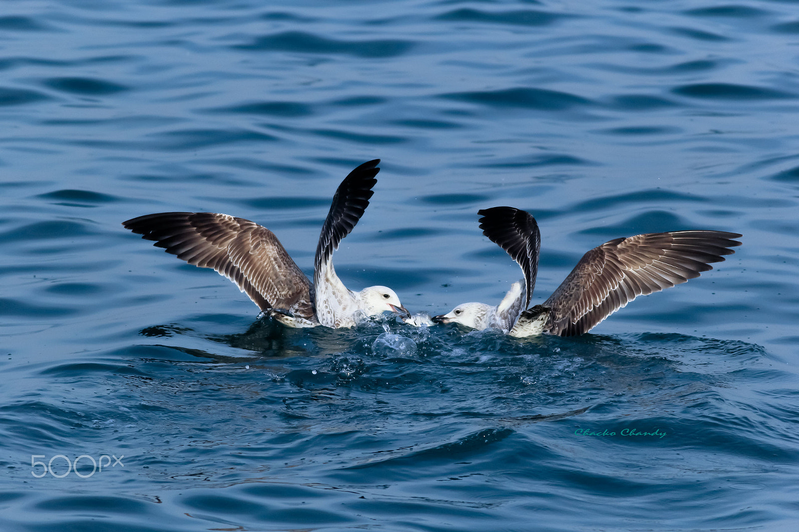 Canon EOS 60D + Canon EF 400mm F5.6L USM sample photo. Tug of war...... photography