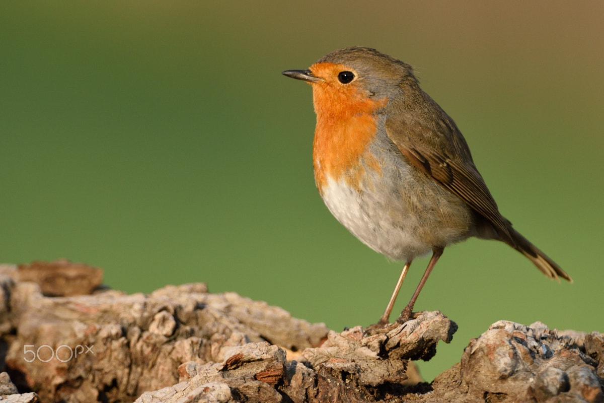 Nikon AF-S Nikkor 200-400mm F4G ED-IF VR sample photo. Robin photography