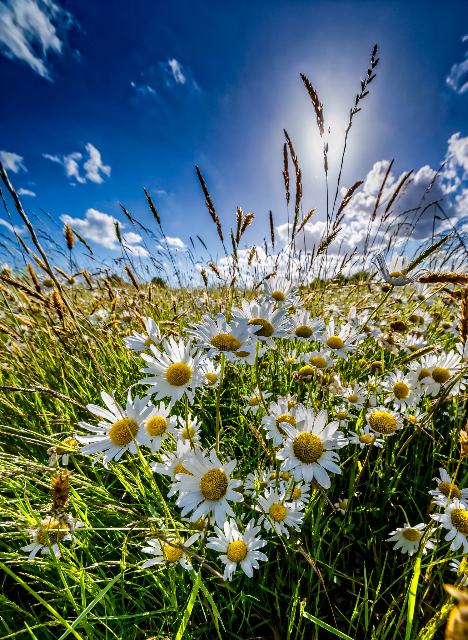 Sigma 12-24mm F4.5-5.6 II DG HSM sample photo. Marguerites et contrejour photography