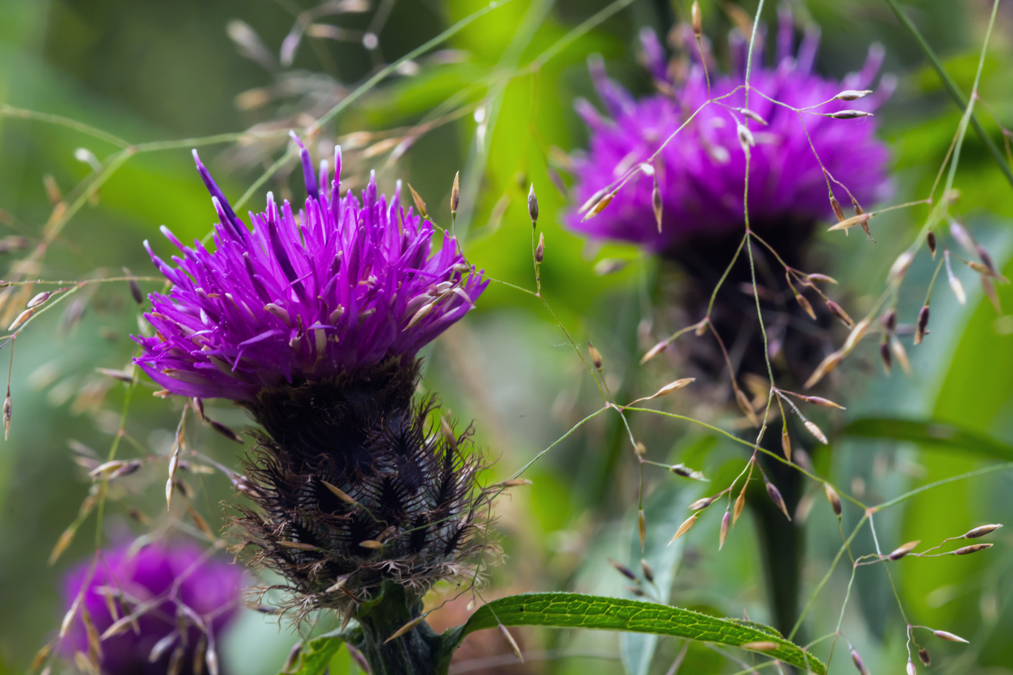 Nikon D7100 + AF Micro-Nikkor 60mm f/2.8 sample photo. Caught in a net! photography