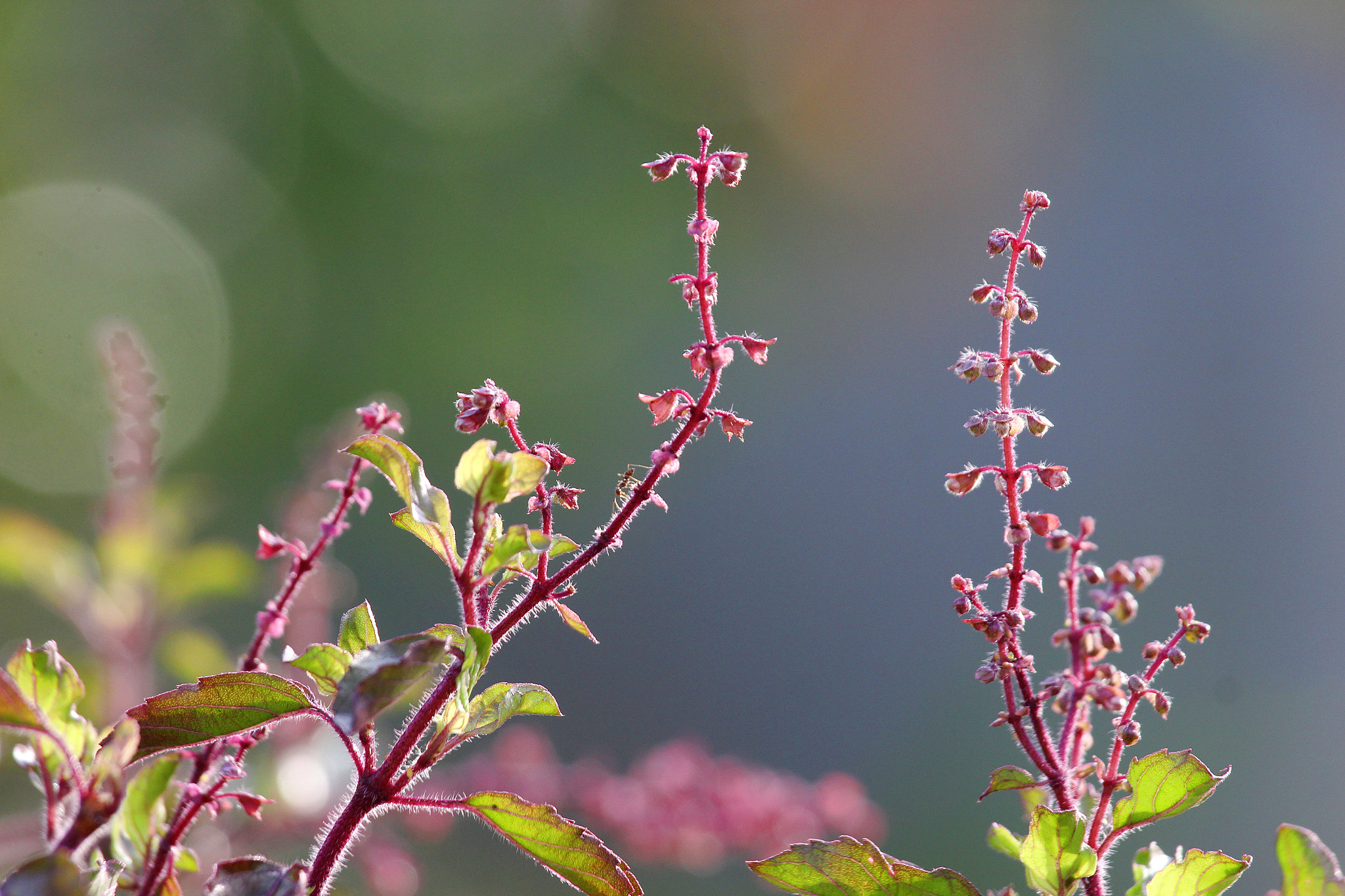 Canon EOS 600D (Rebel EOS T3i / EOS Kiss X5) + Canon EF 70-200mm F4L IS USM sample photo. Tulsi photography