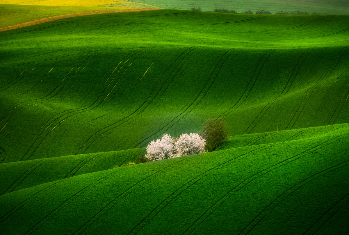 Sigma 150-500mm F5-6.3 DG OS HSM sample photo. South moravia (czech republic) [2] photography