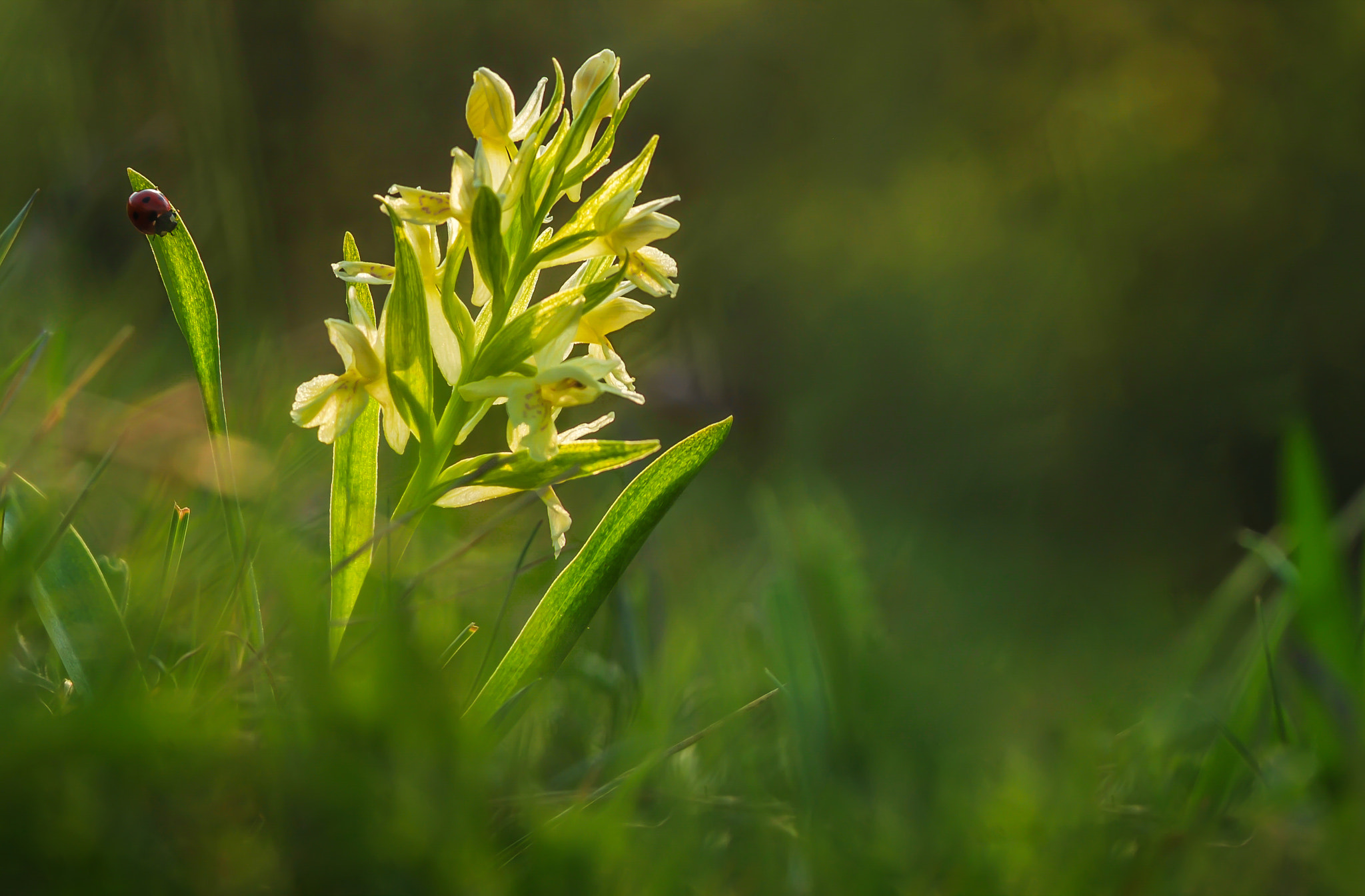 Nikon D80 + AF Micro-Nikkor 105mm f/2.8 sample photo. In the sunset light photography