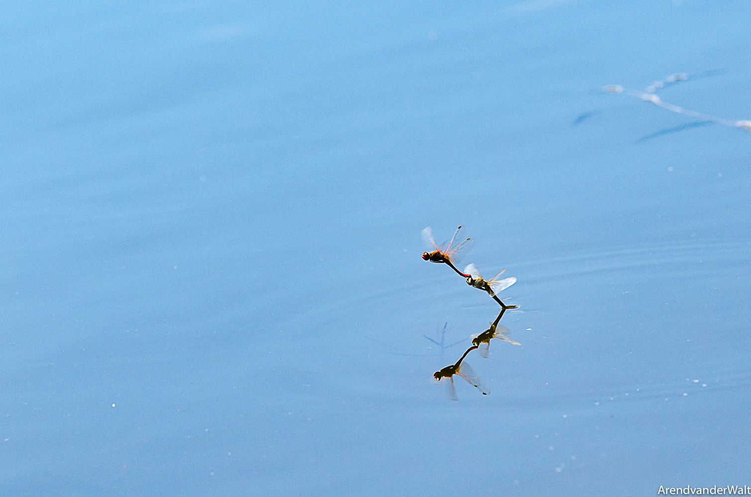 Nikon AF-S Nikkor 300mm F2.8G ED VR II sample photo. Dragonflies photography