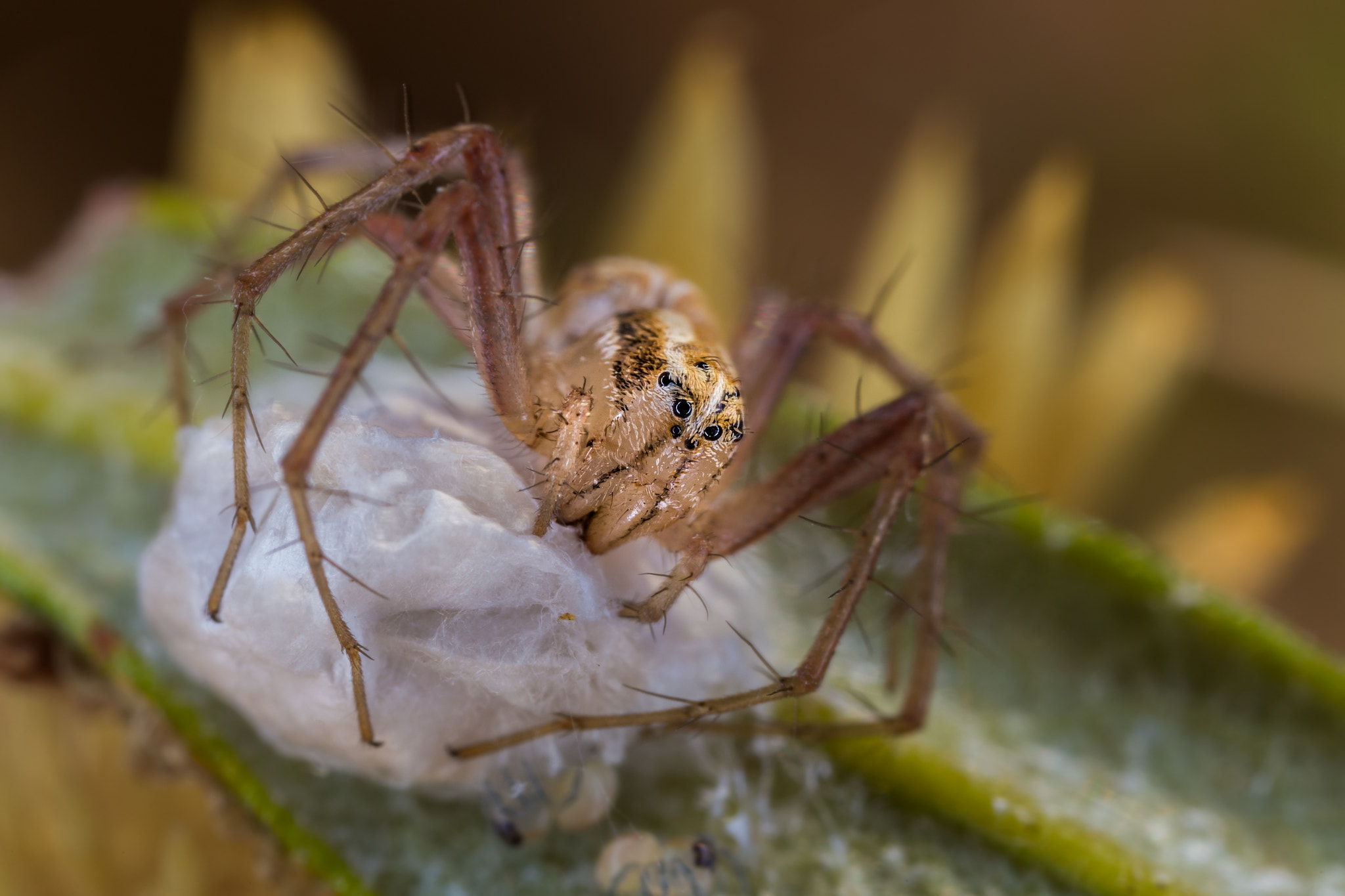 Canon MP-E 65mm F2.5 1-5x Macro Photo sample photo. Jumping spider photography