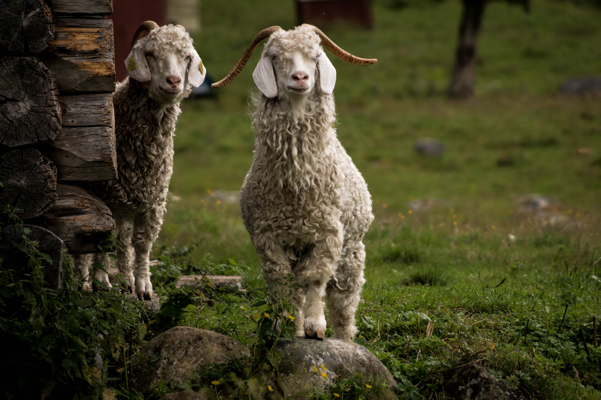 Sony DT 55-200mm F4-5.6 SAM sample photo. Goats photography
