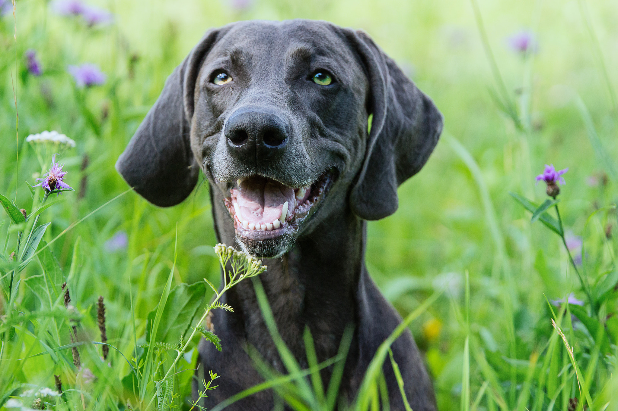 Sony SLT-A77 + Tamron SP 70-200mm F2.8 Di VC USD sample photo. Weimaraner dog blue photography